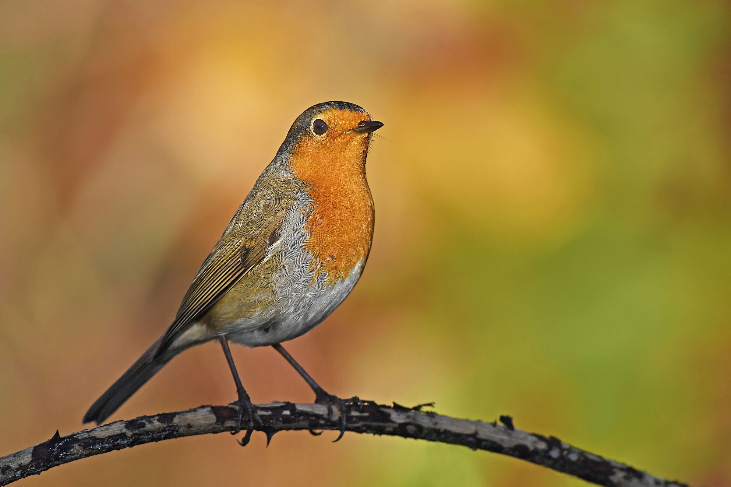 Autumn light and colours