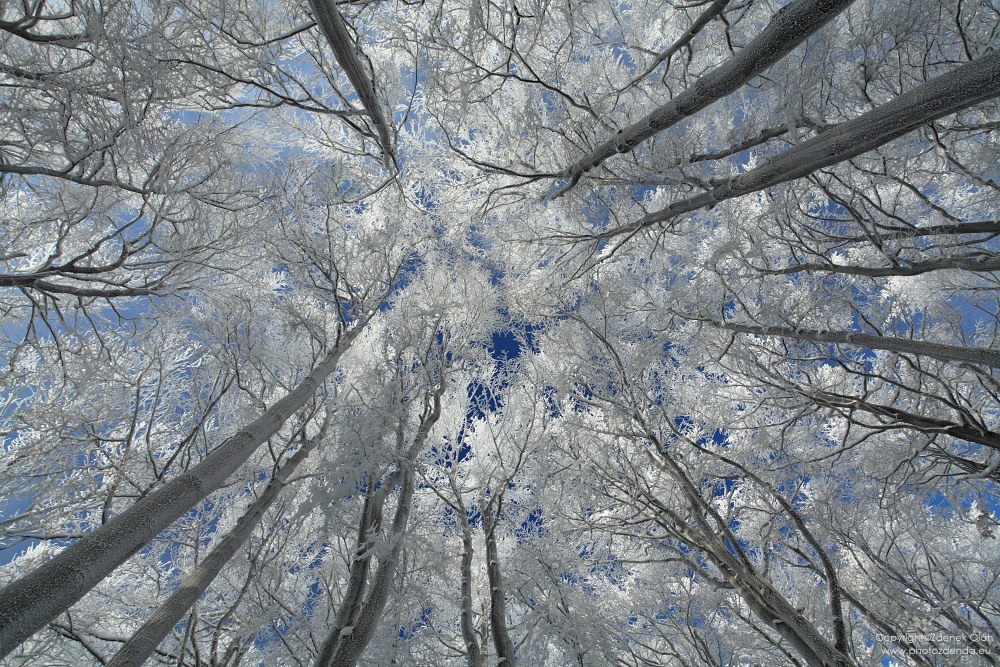 Frost - Bohemian Switzerland National Park