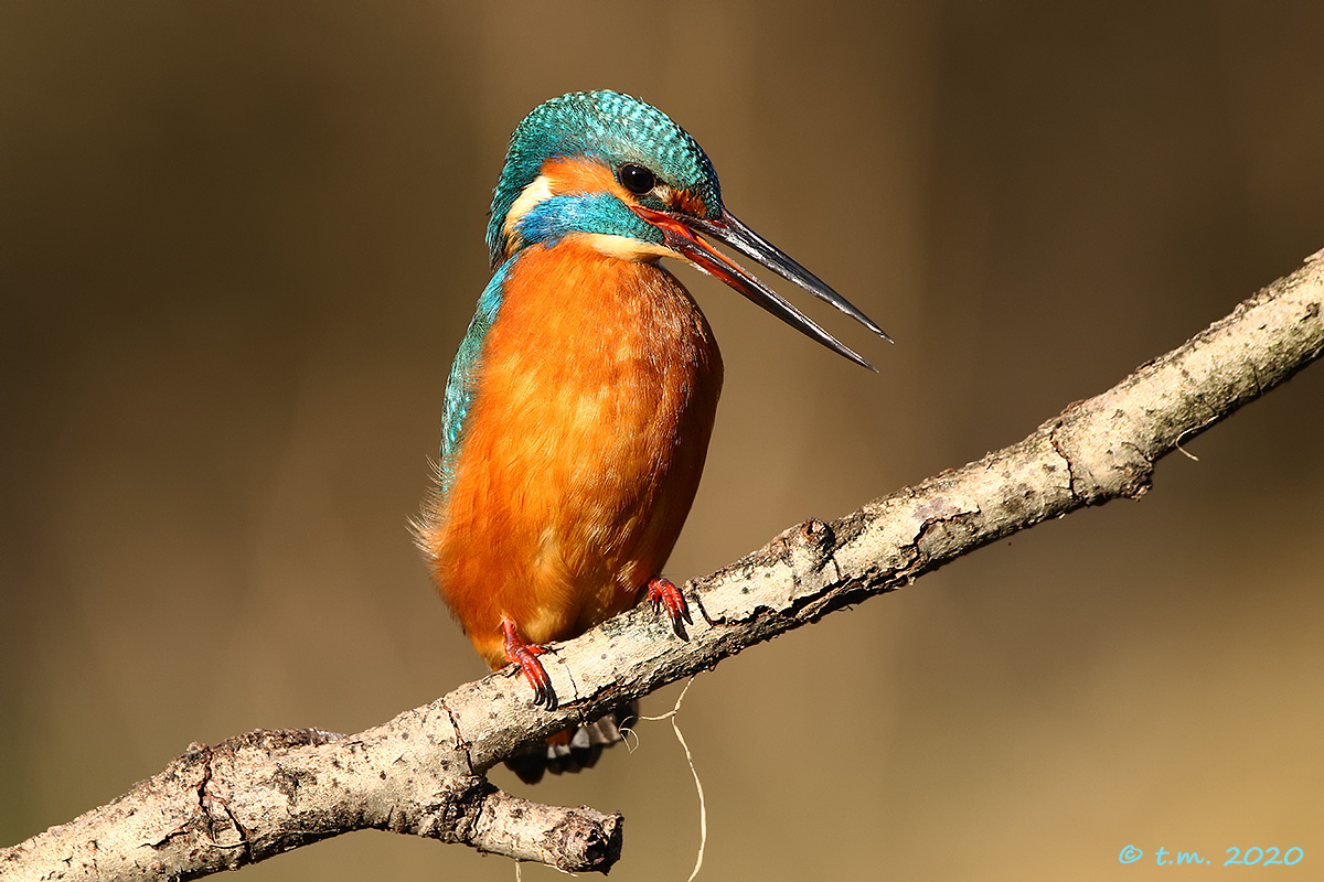 La voce della martina