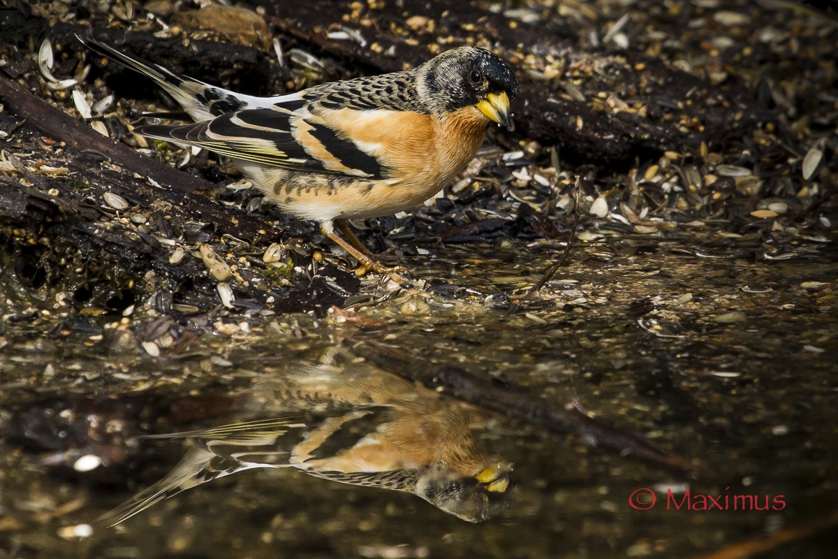 ... la principessa si specchia ...