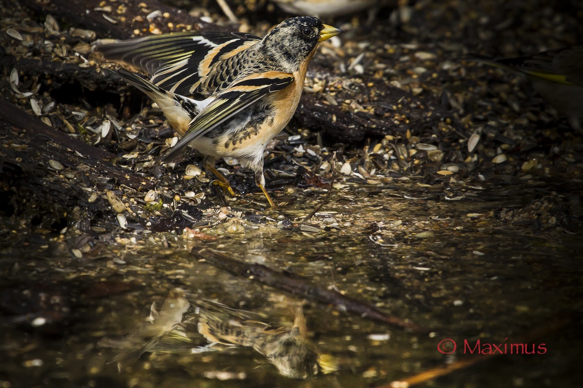 ... lo stacco della principessa ...