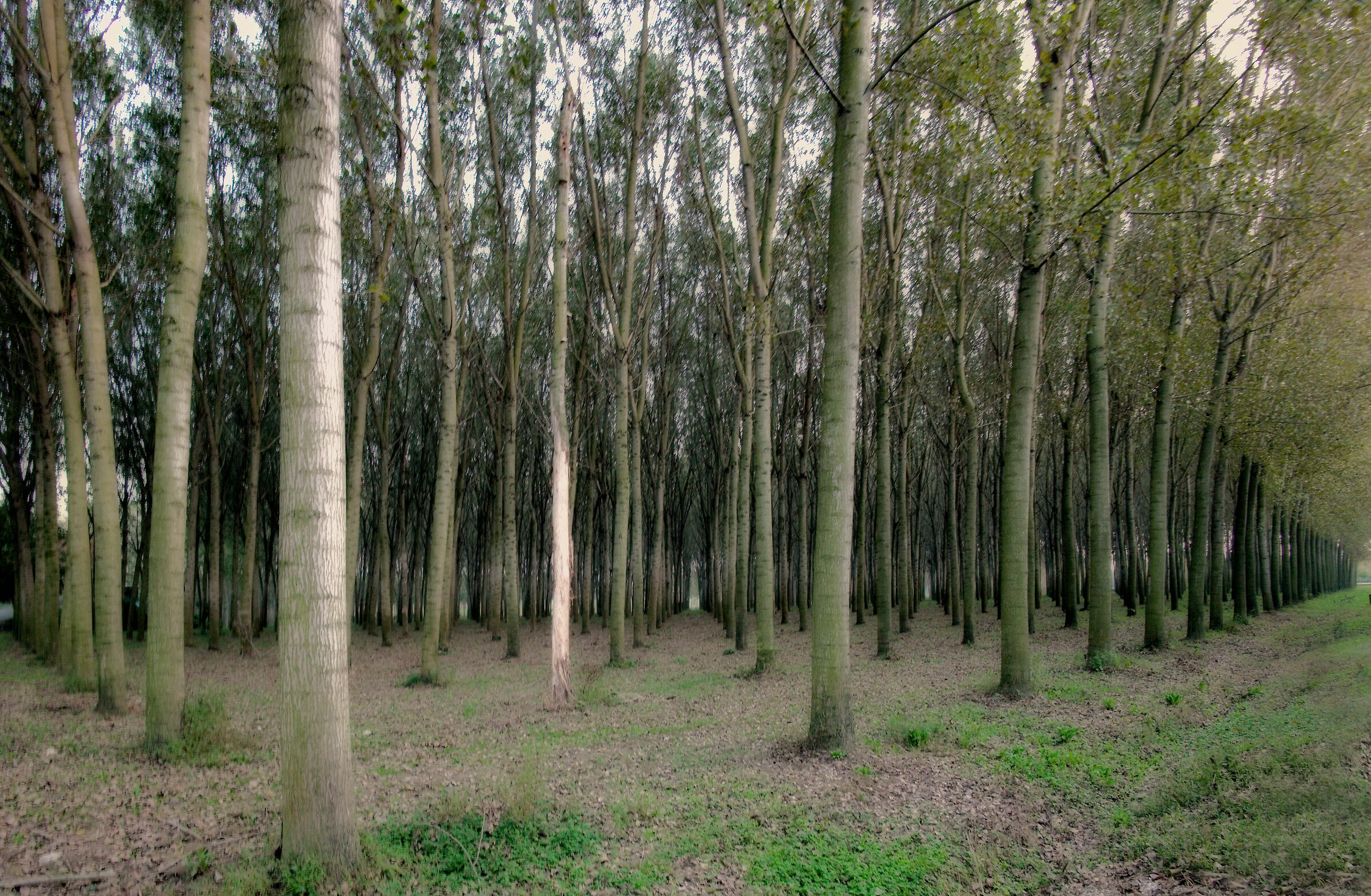 Ottobre sulle sponde dell'Oglio