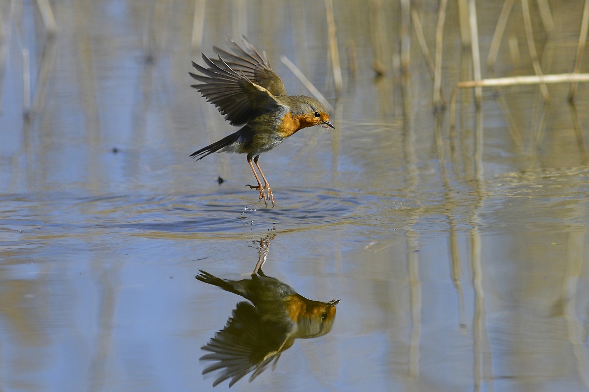 Il pettirosso e il moschino!