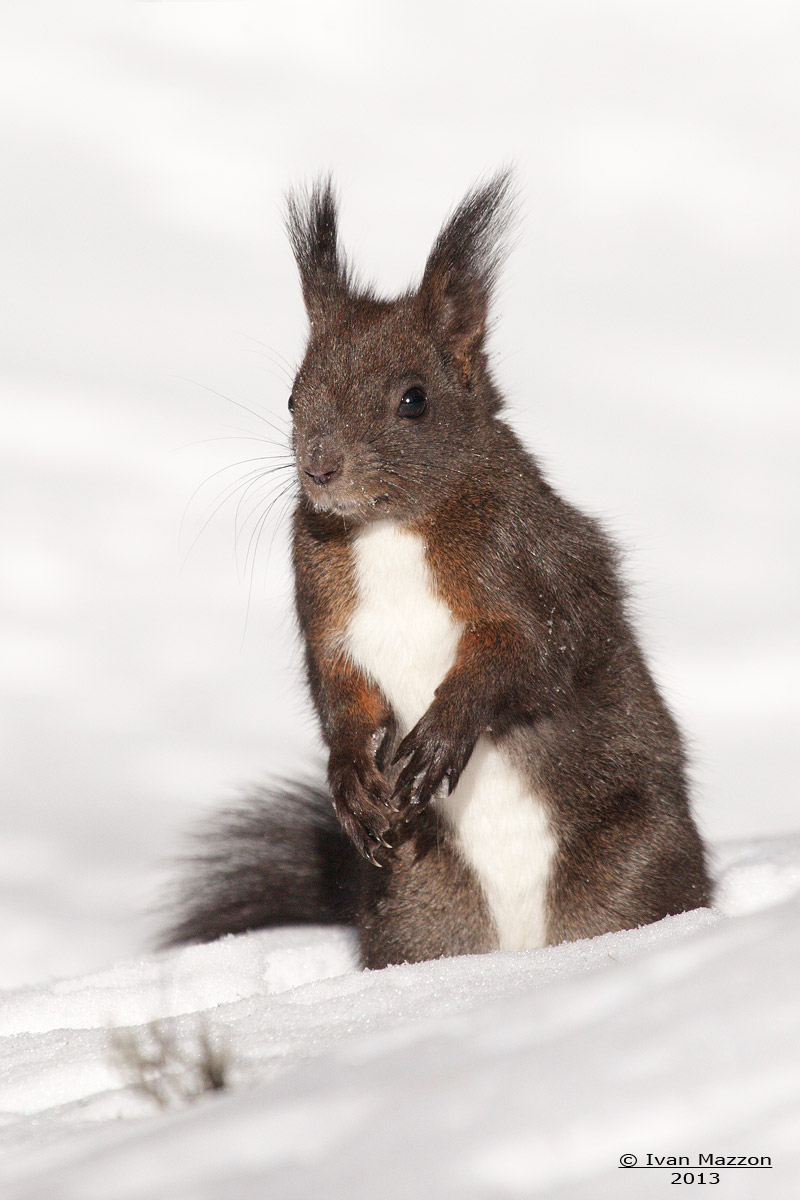 Squirrel (Sciurus vulgaris)