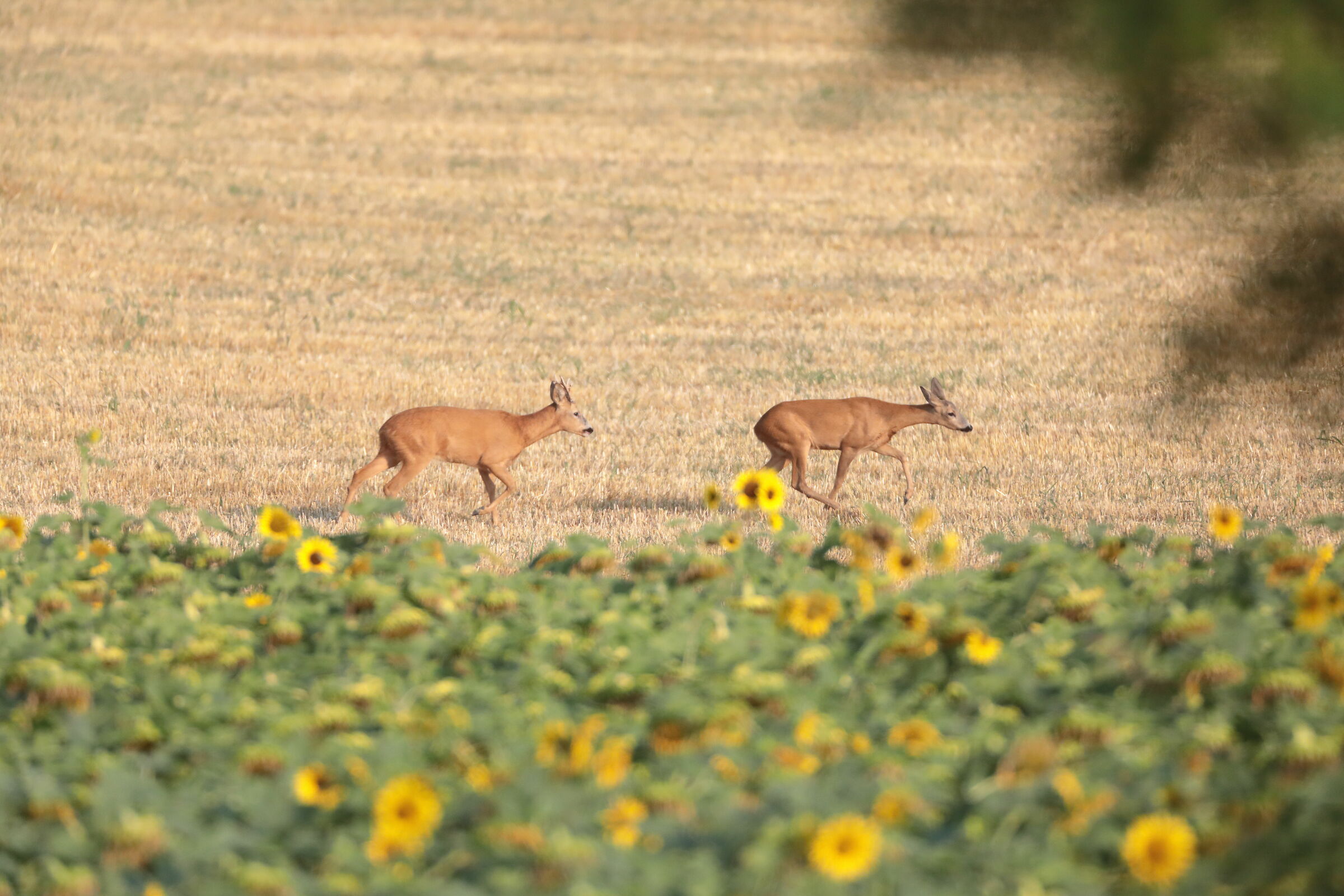 Caprioli tra i girasoli