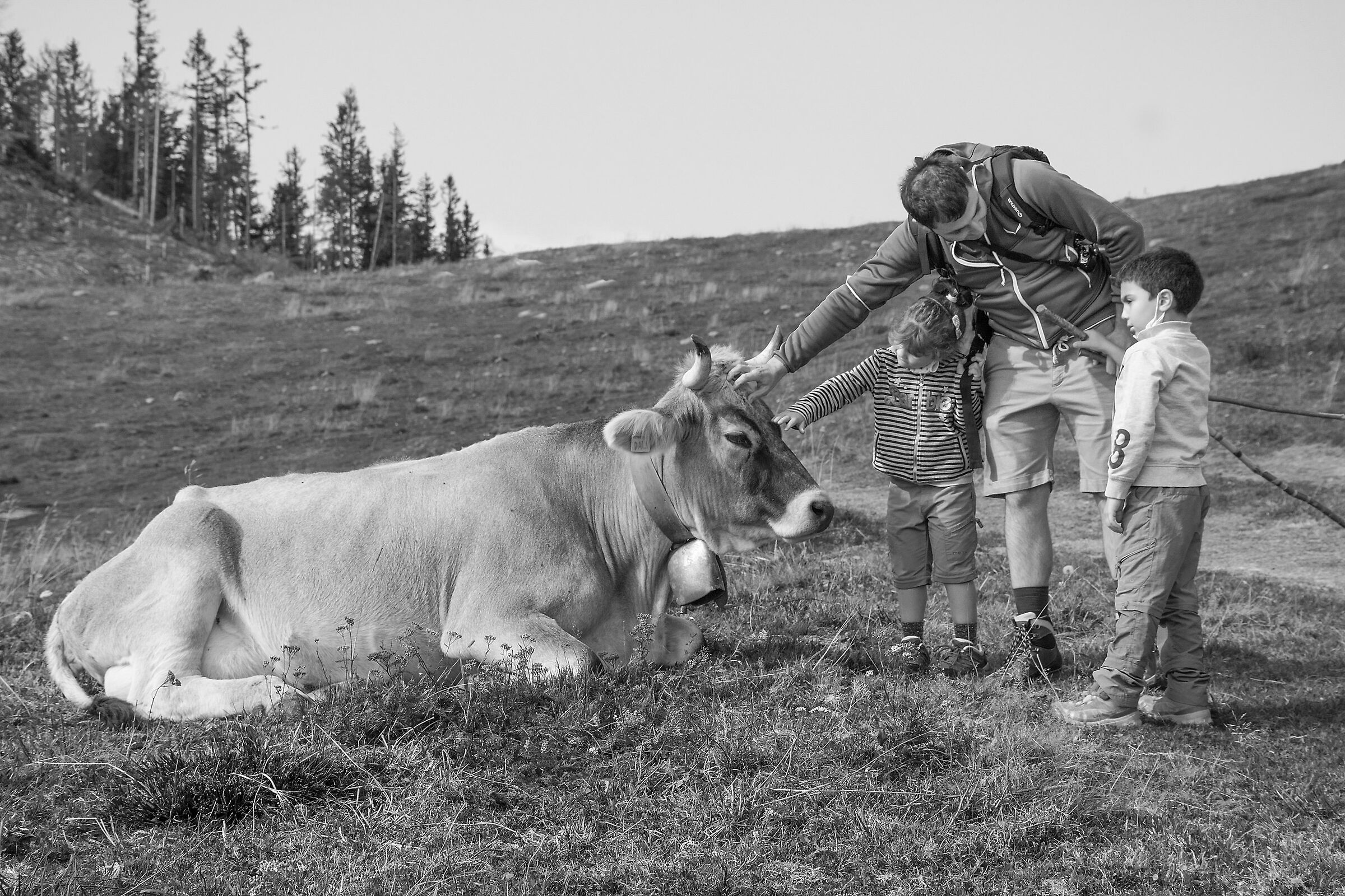 La mansuetudine e la timidezza