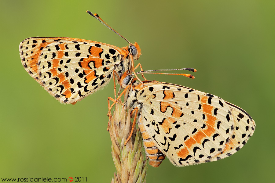 Melitaea didyma
