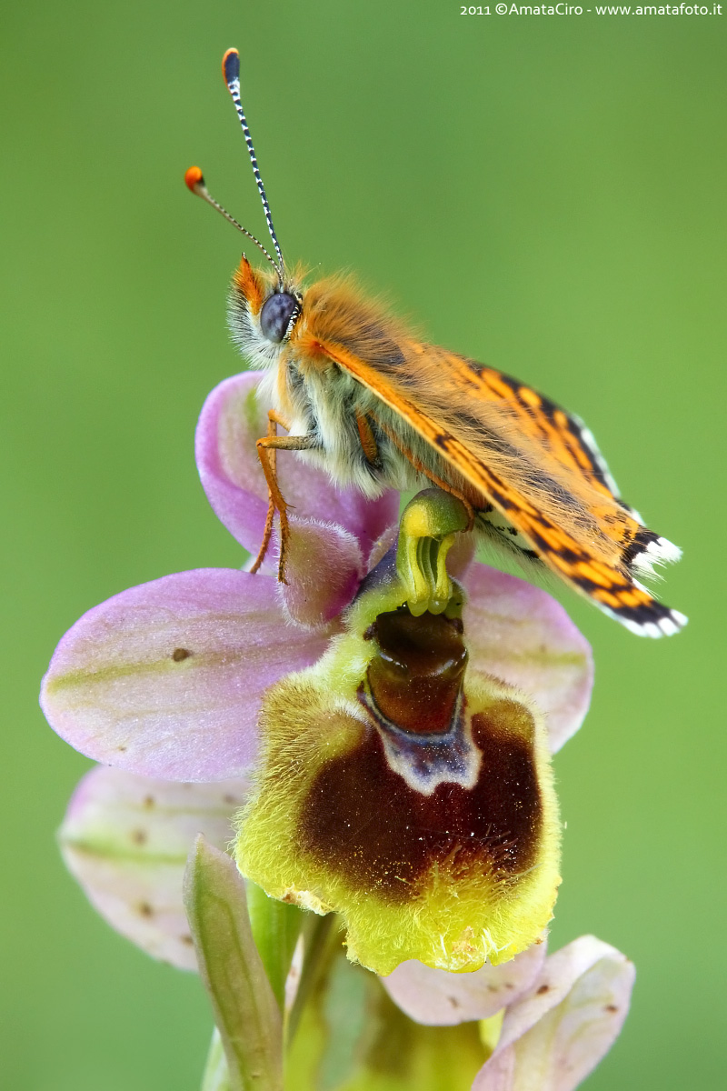 Ophrys vain with cap