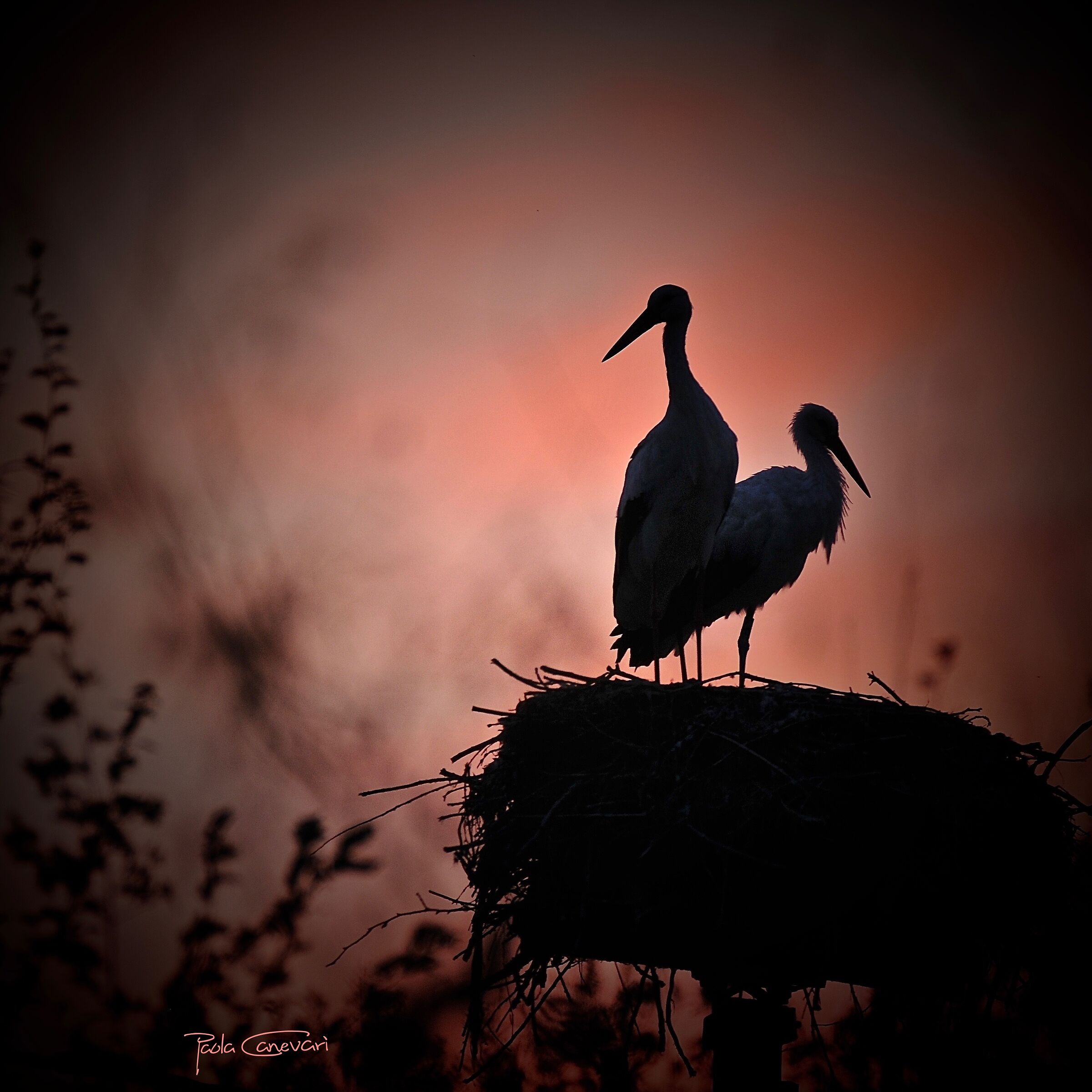 Untitled Photo