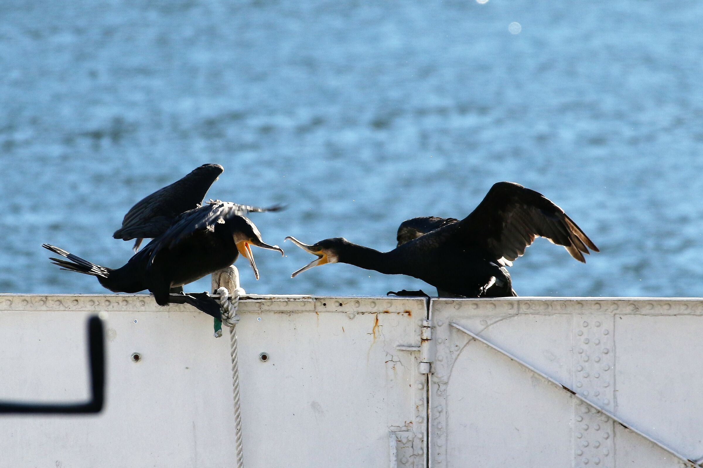 fight between cormorants