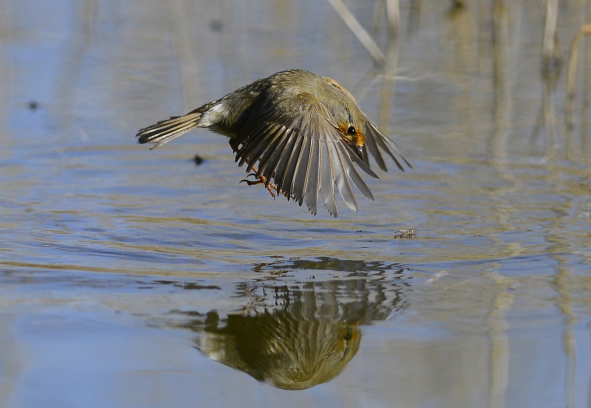 Il Pettirosso e la zanzara