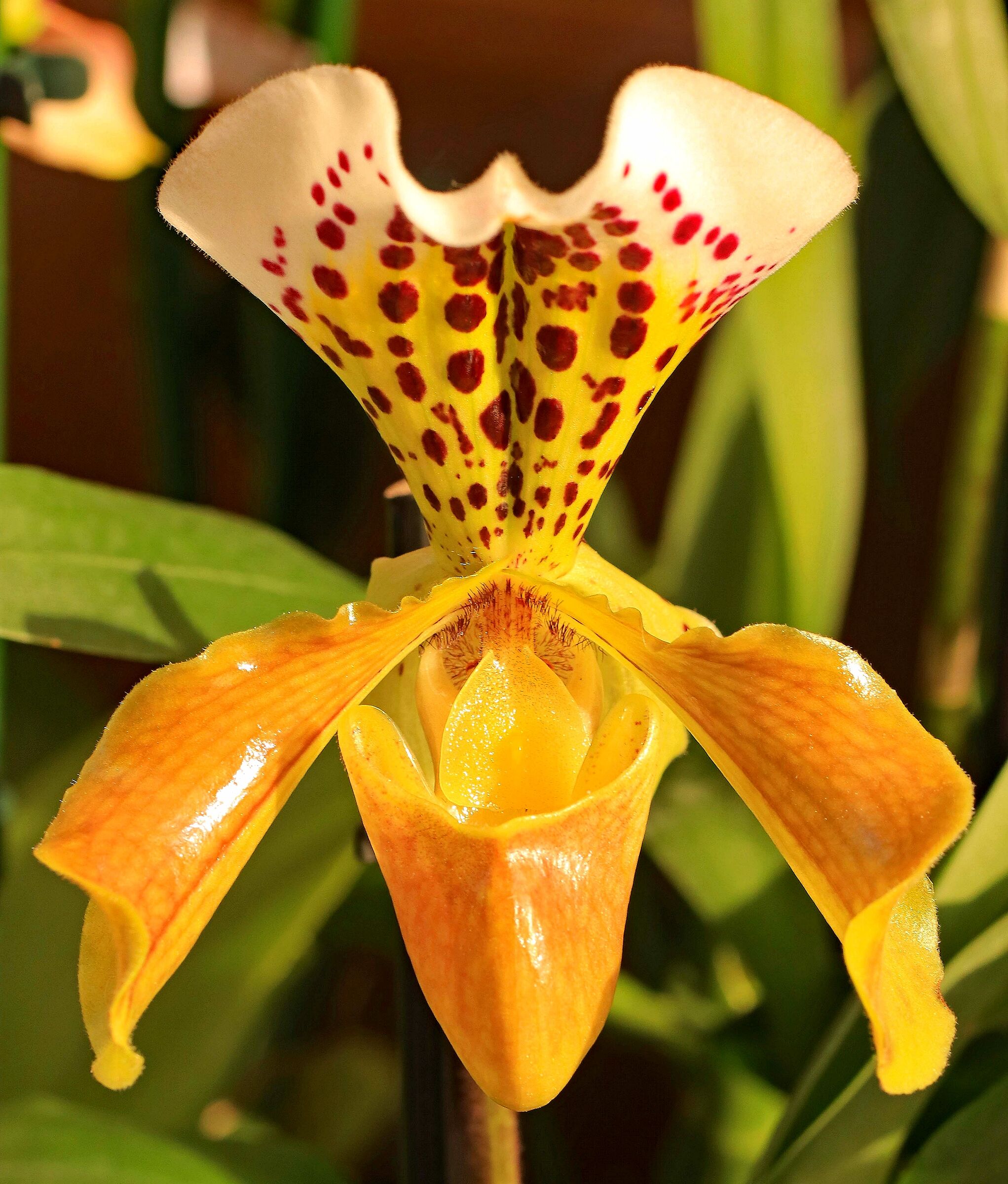 Orchidea "Scarpetta di Venere"