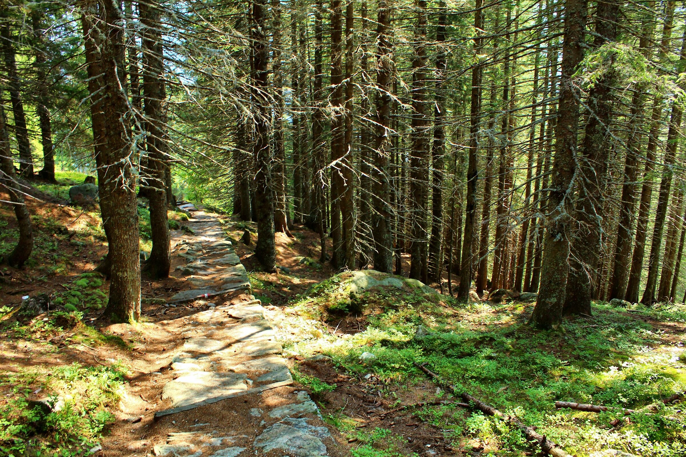 Passeggiata tra i boschi di Macugnaga