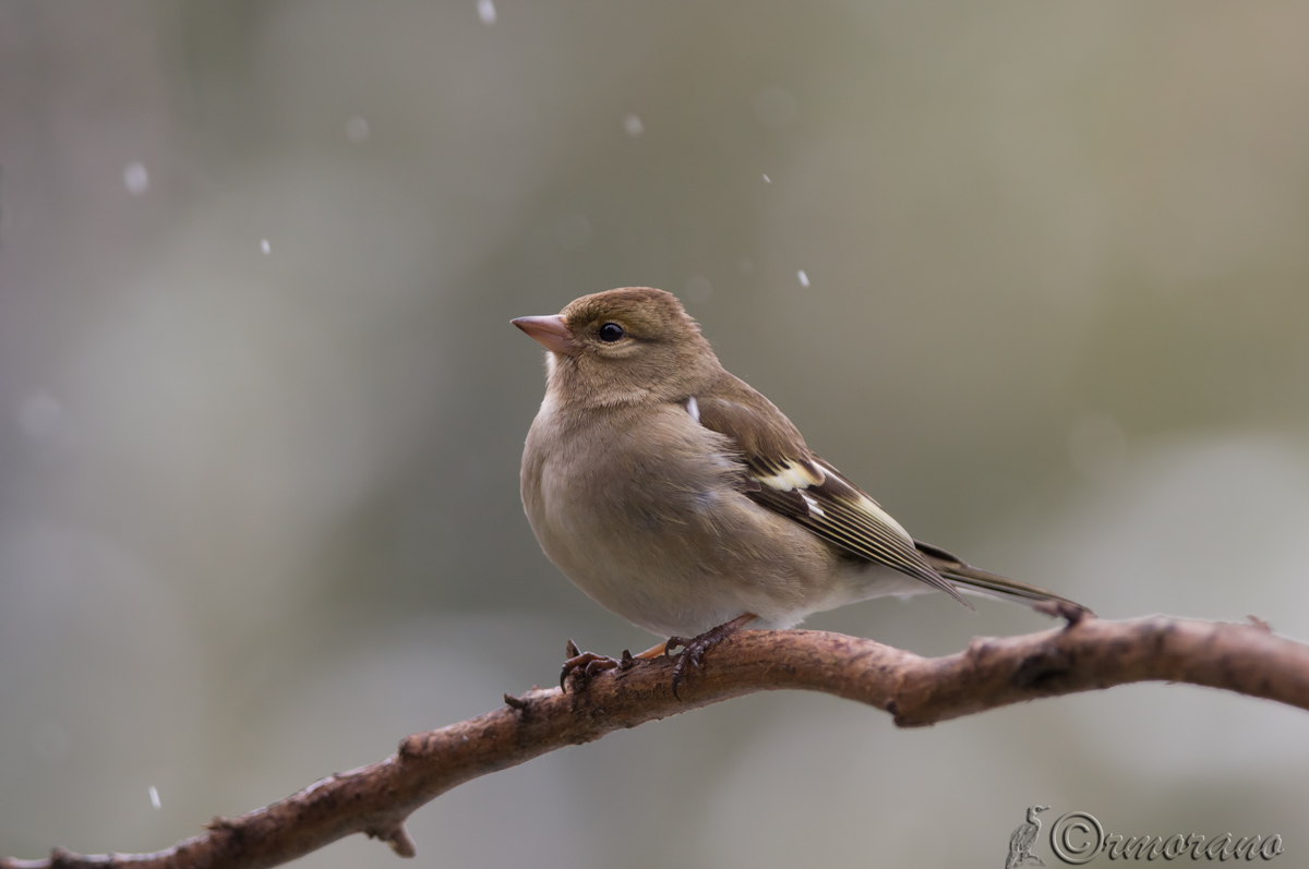 Fringuella sotto la neve