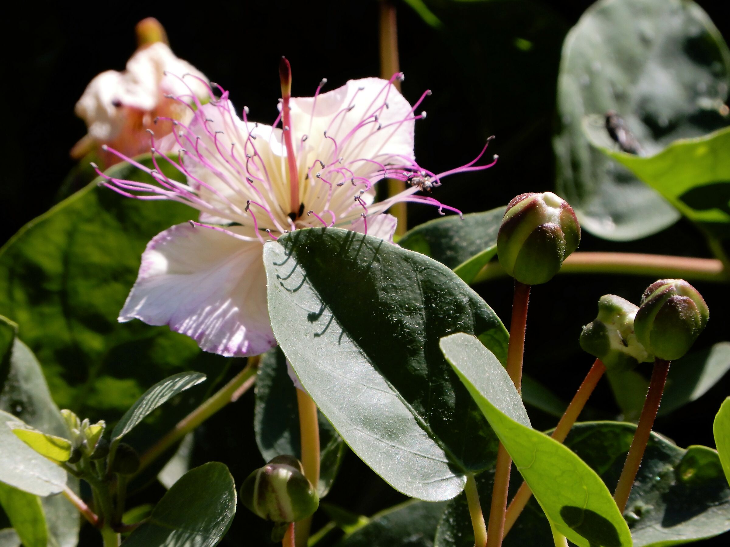 Un fiore