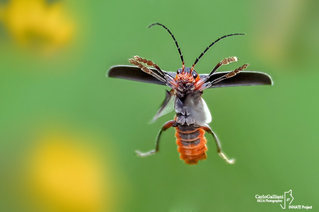 Rustic Cantharis - Italy