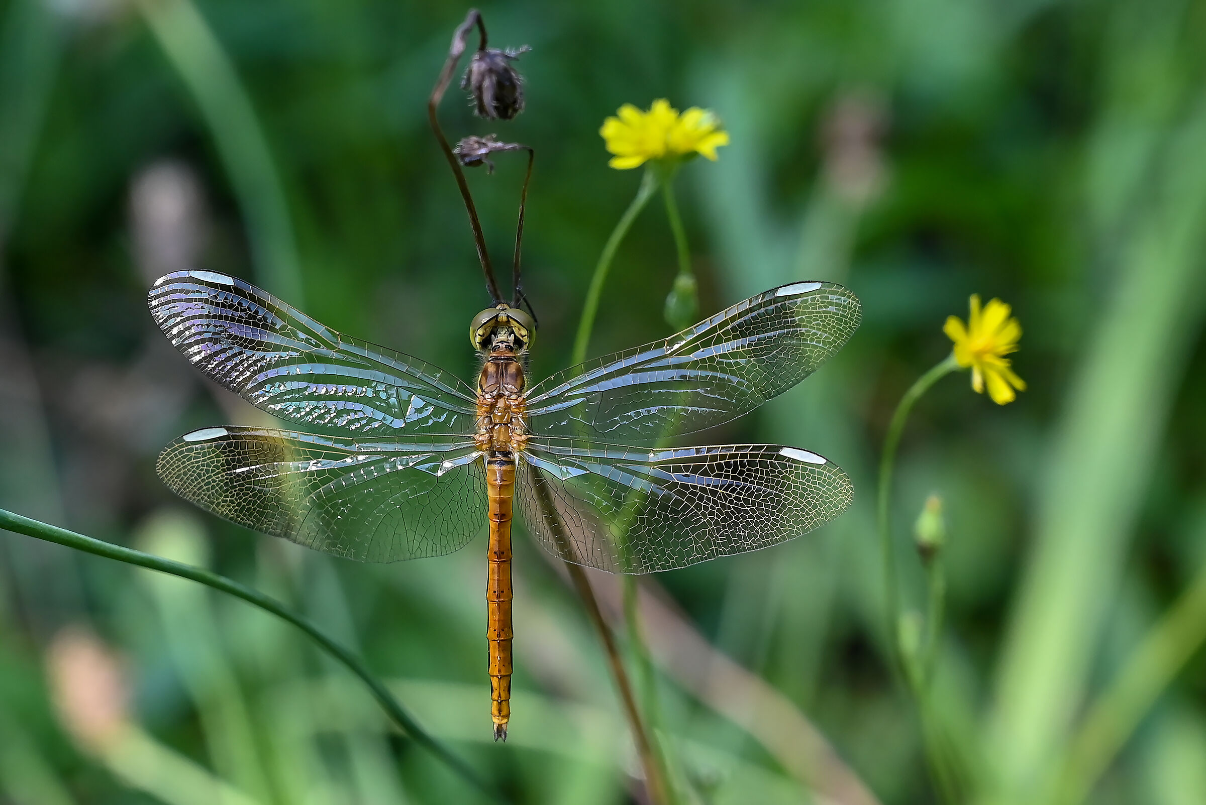Sympetrum Pedemontanum