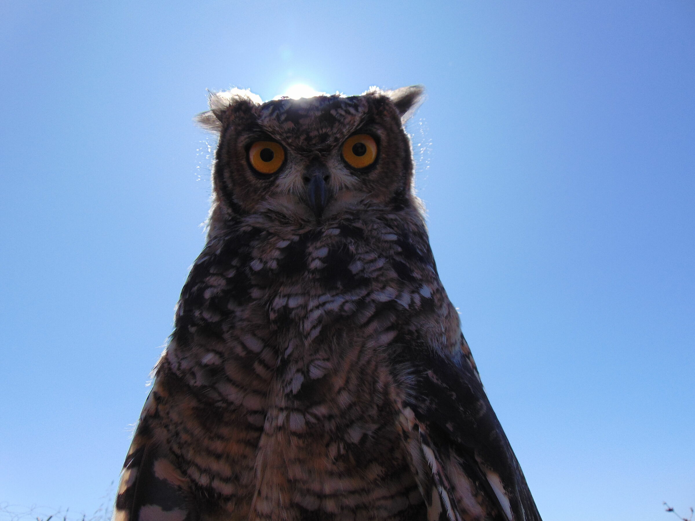 African owl