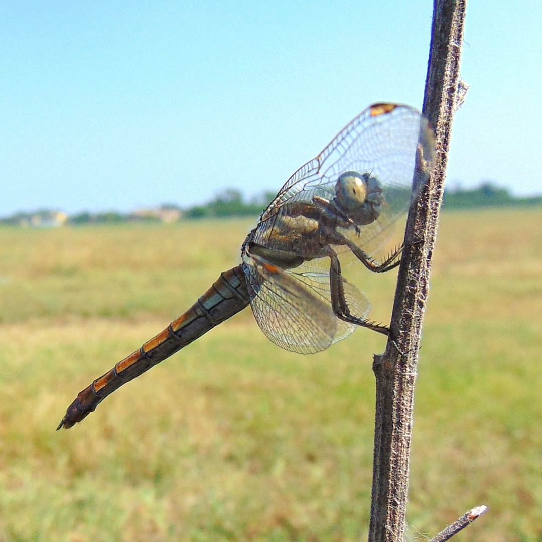 Dragonfly
