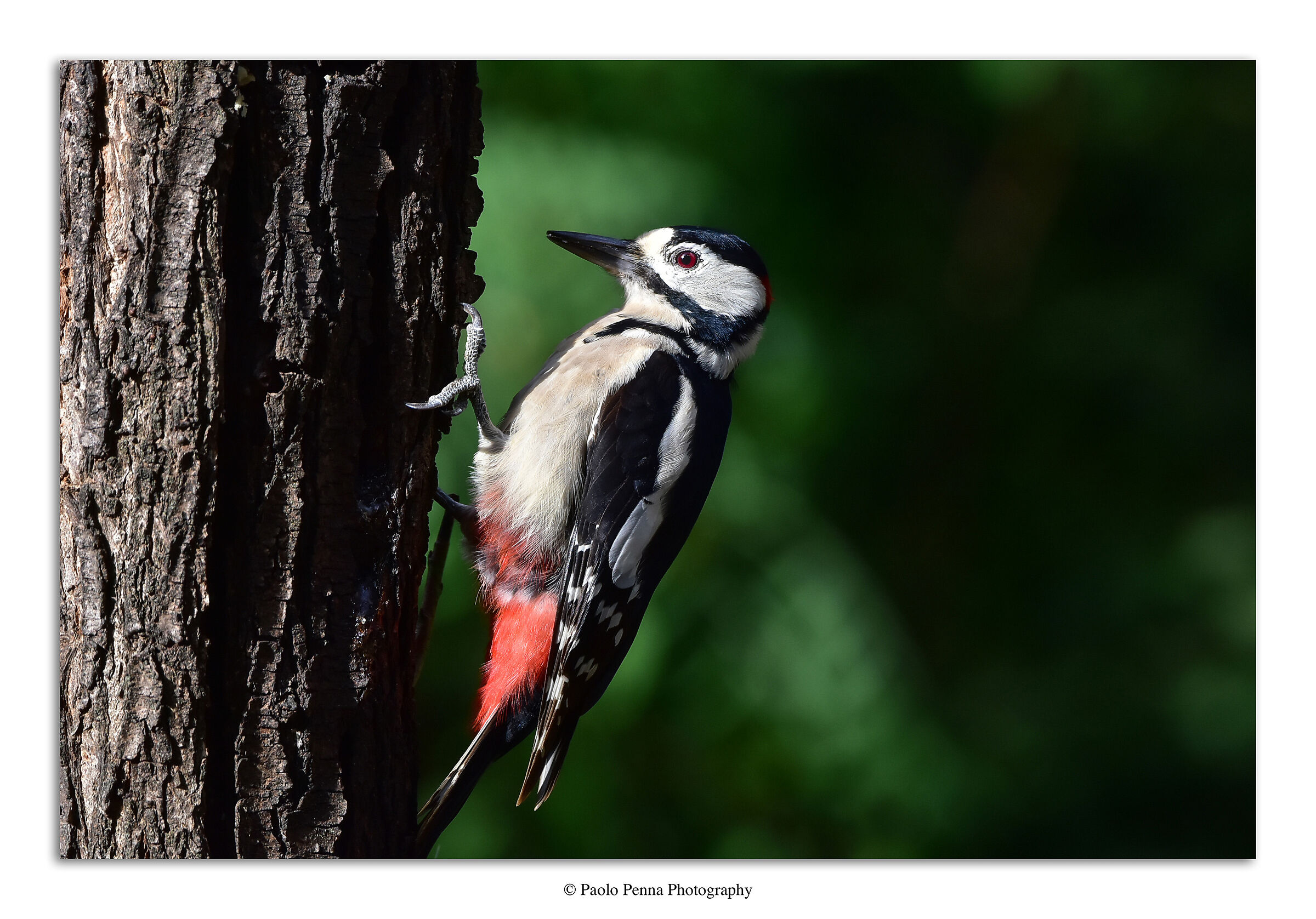 Picchio rosso maggiore