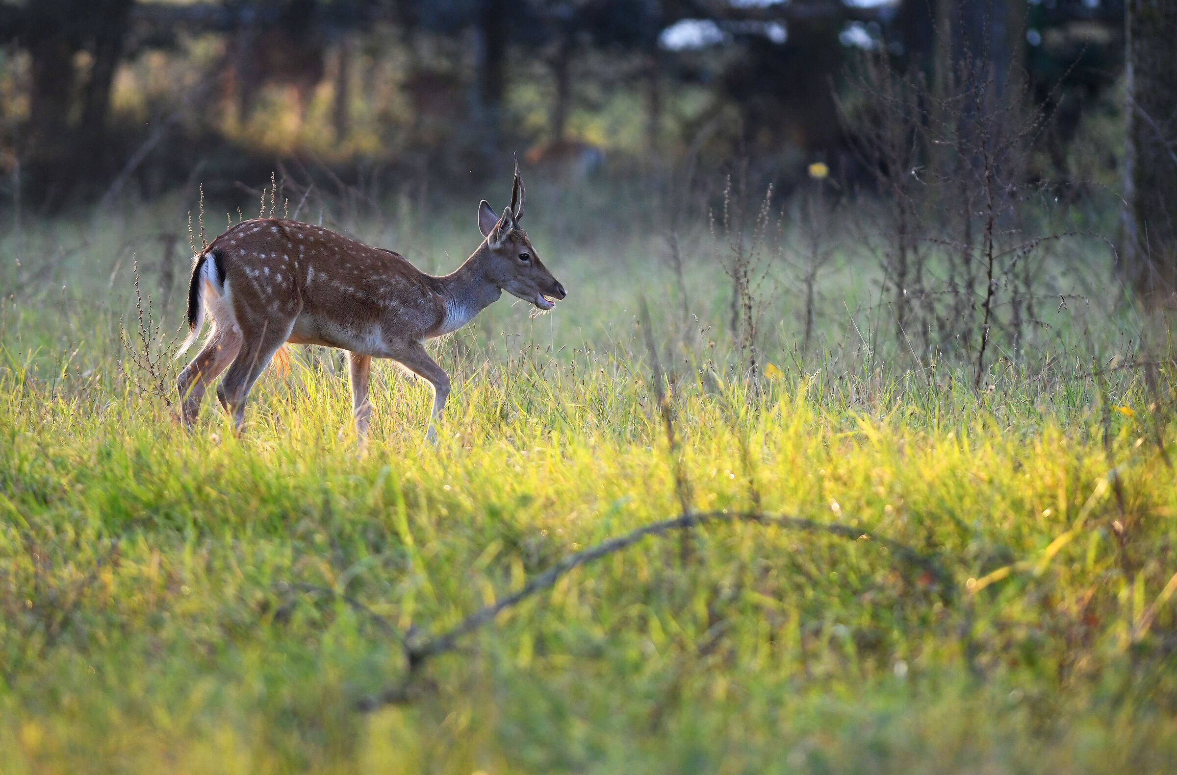 Daino to the Pasture