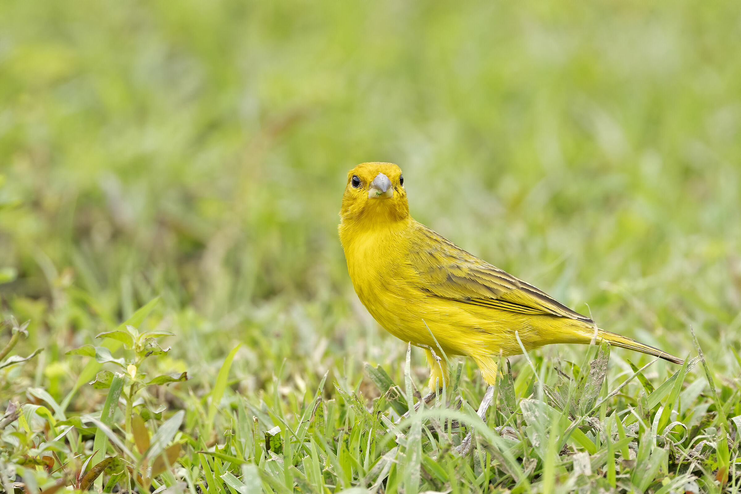 Saffron finch