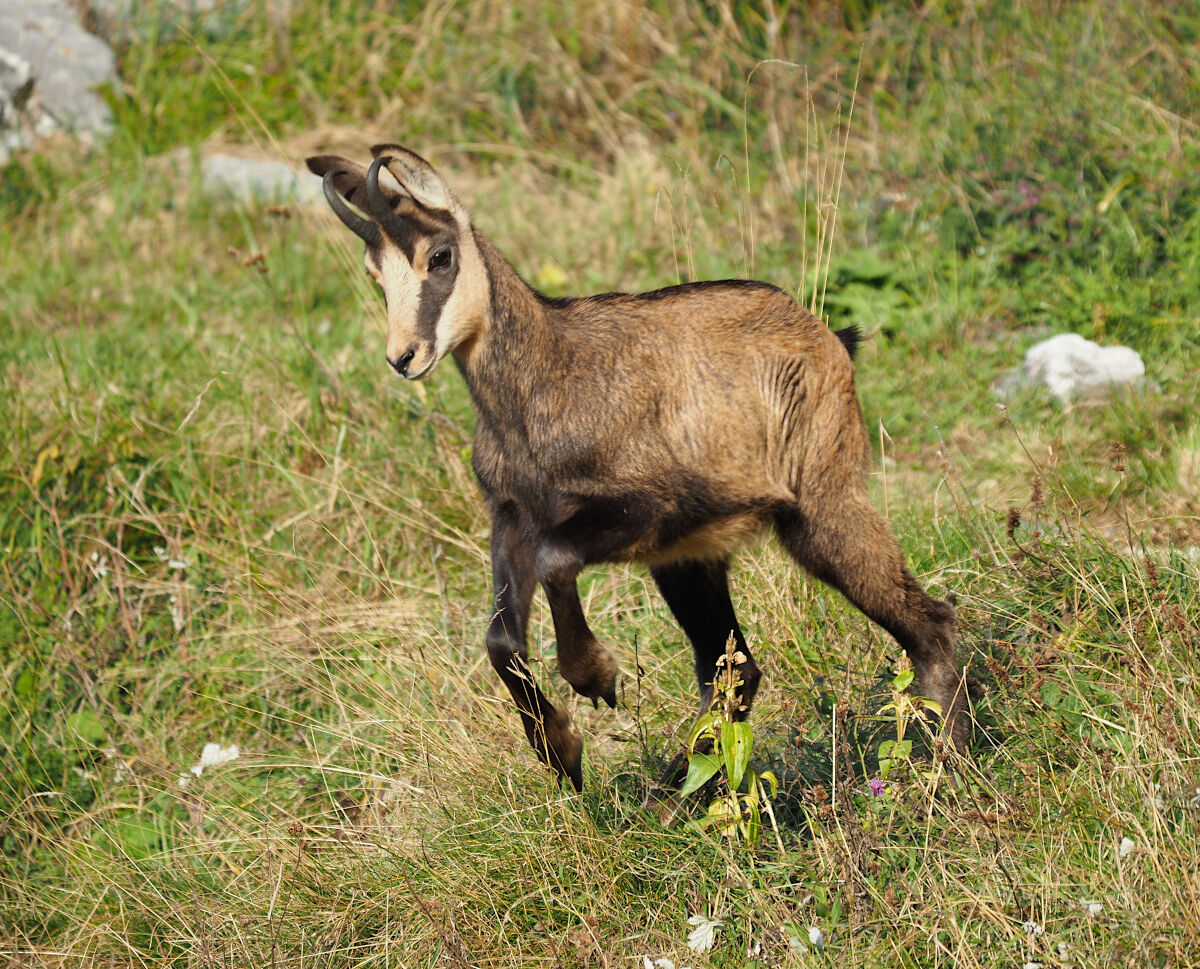 Step aside that I have to pass