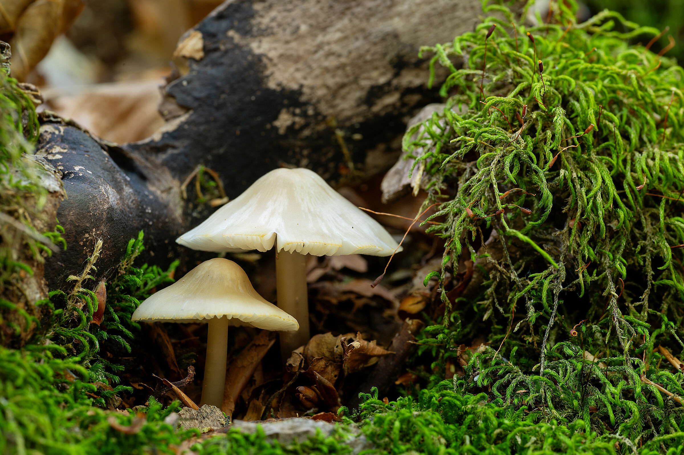 The Two Little Brothers