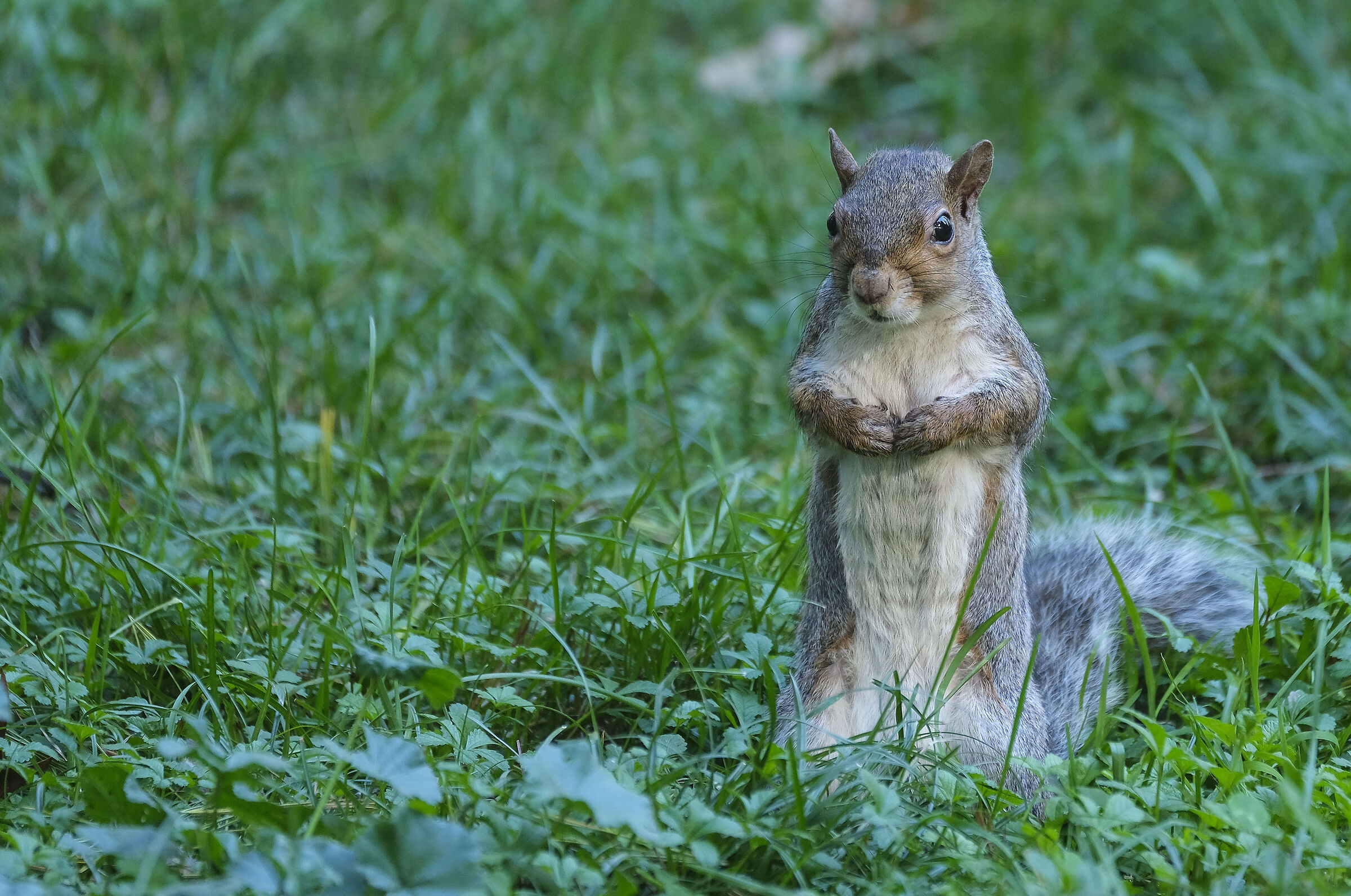 squirrel posing