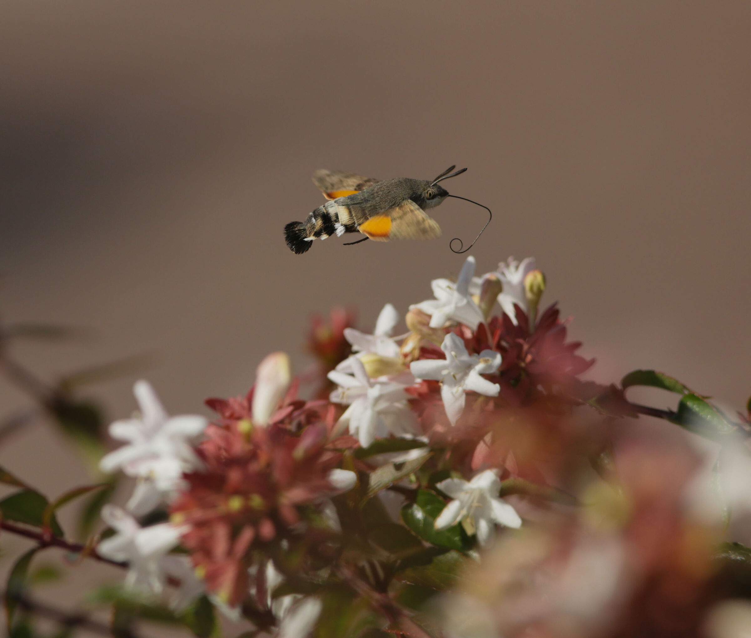 Sfinge del Galio o Colibrì