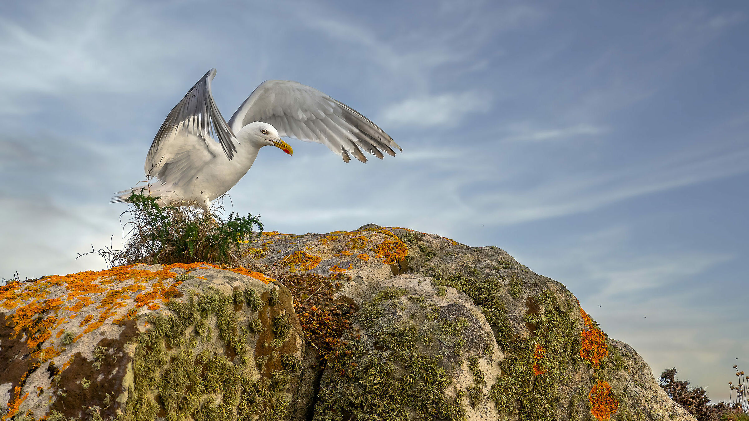 La terra del gabbiano