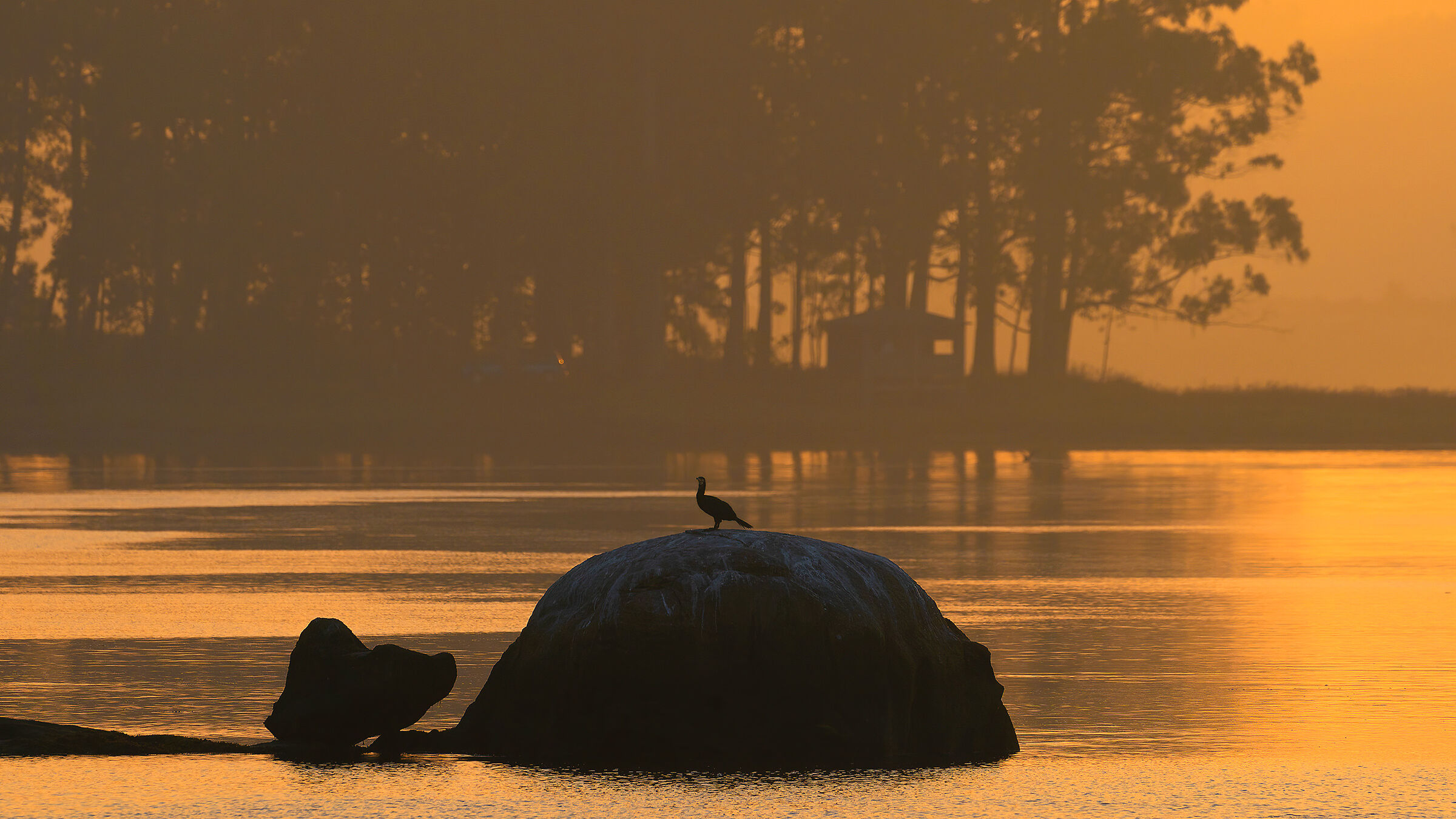 Cormorano solitario al crepuscolo