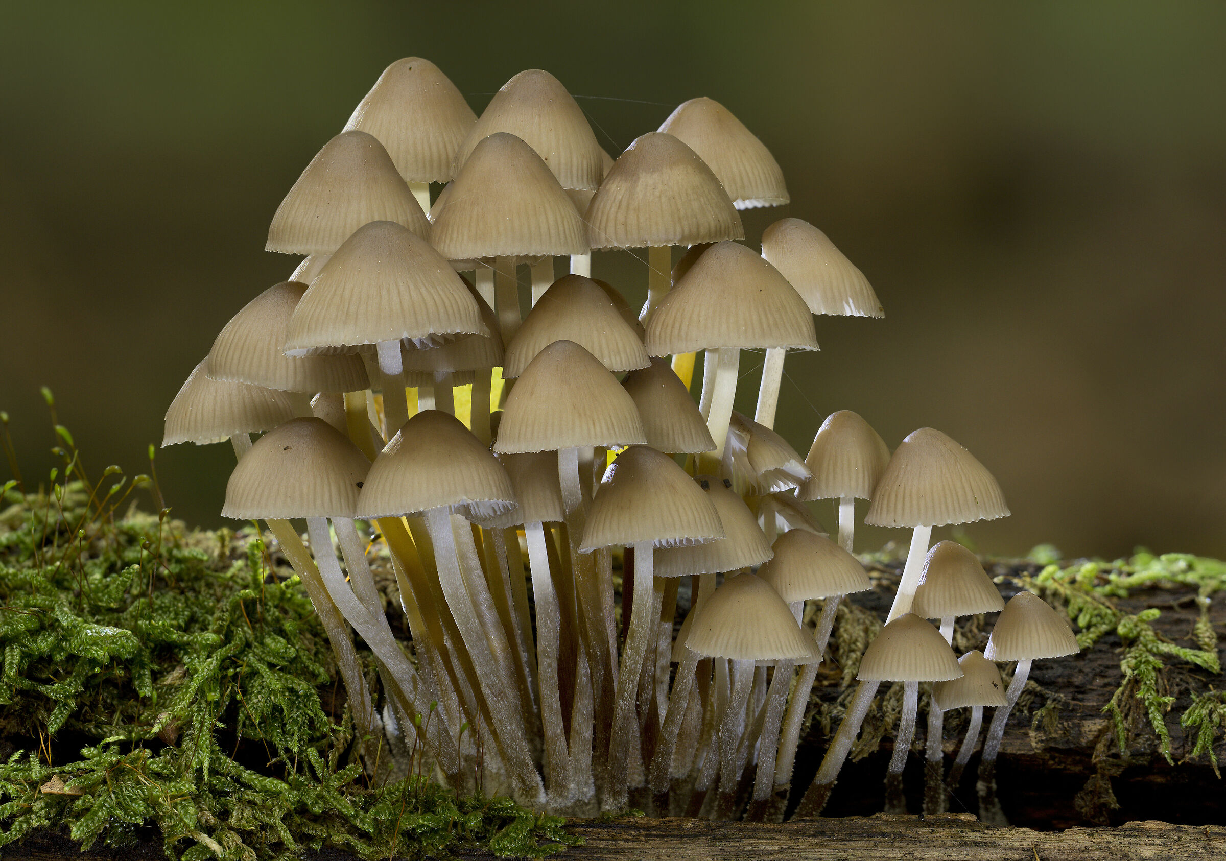 Mycena