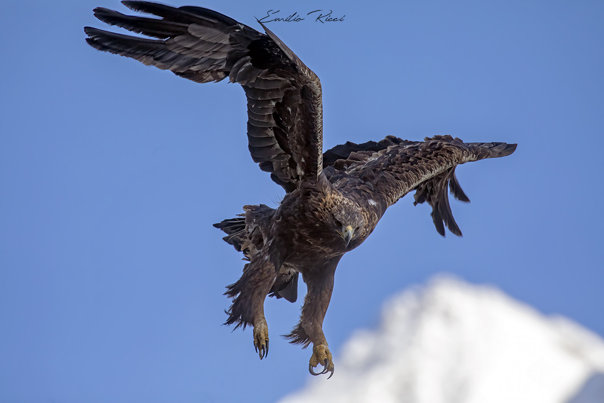 aquila reale -Alpi Italiane-
