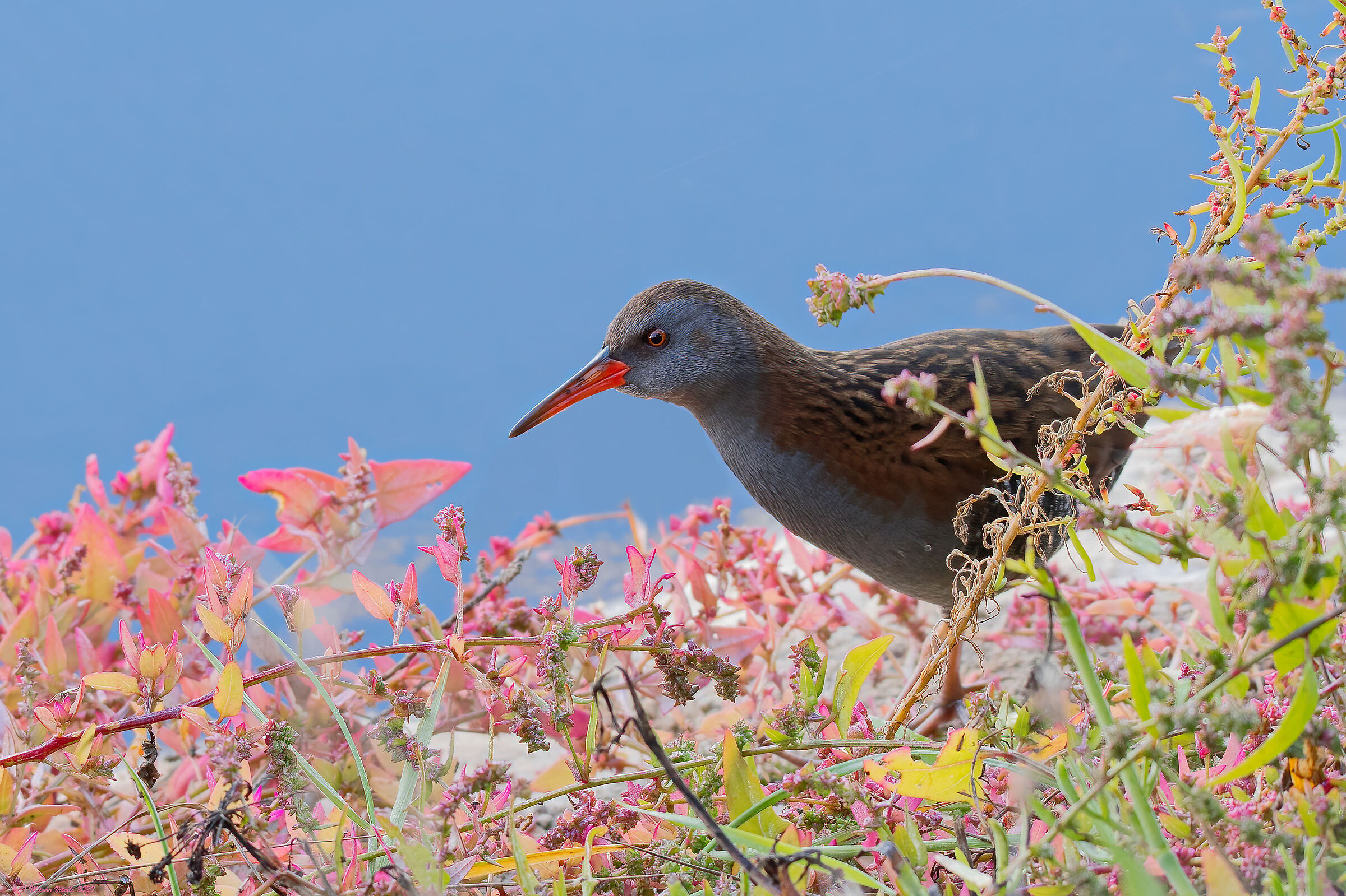 Porciglione (Rallus aquaticus)