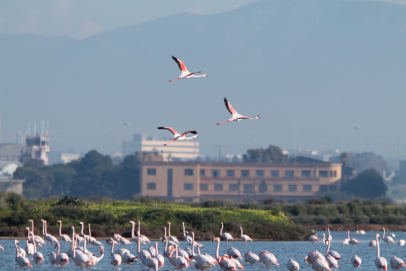 Fenicotteri Rosa in danze nuziali