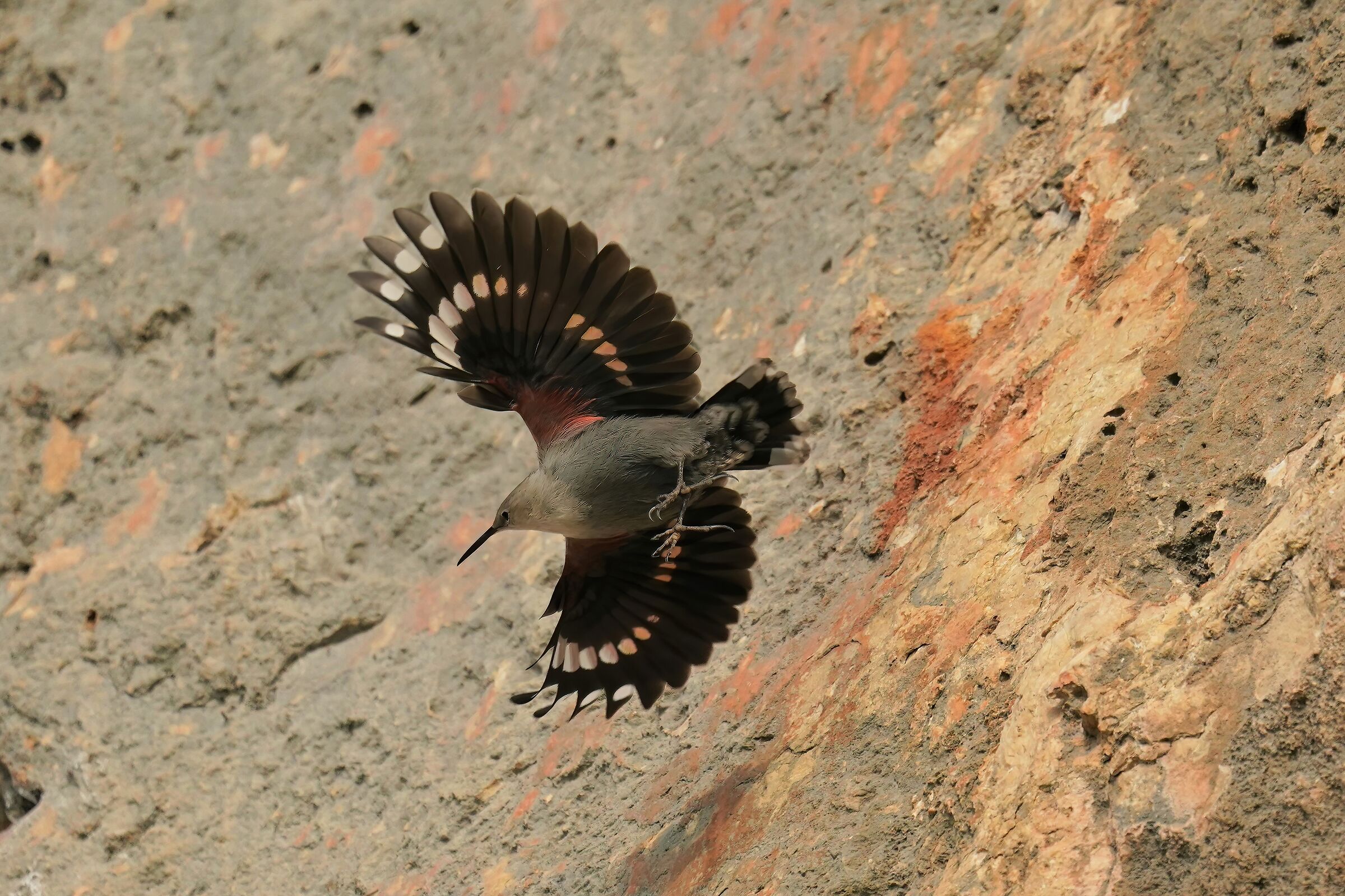 woodpecker mason