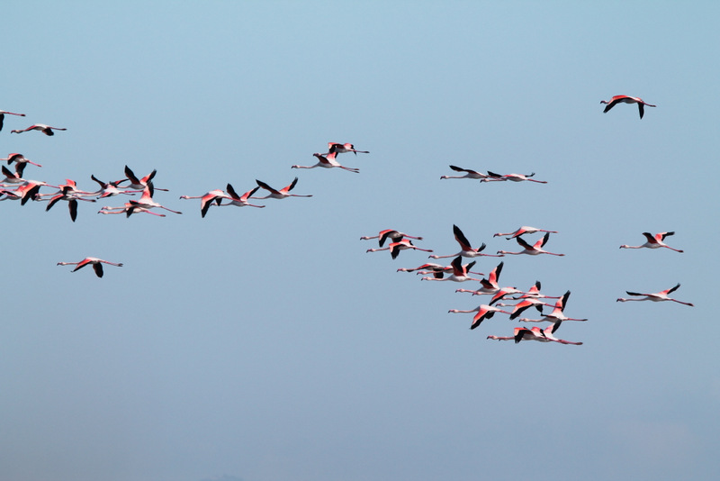 Fenicotteri Rosa in volo sullo Stagno di Santa Gilla