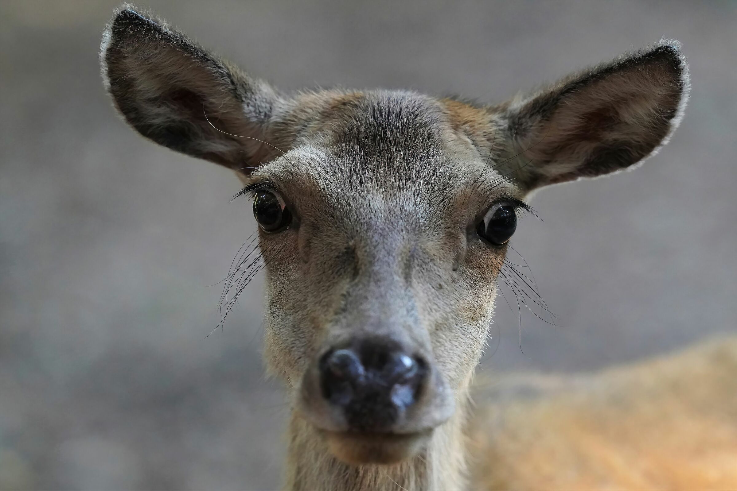 young deer