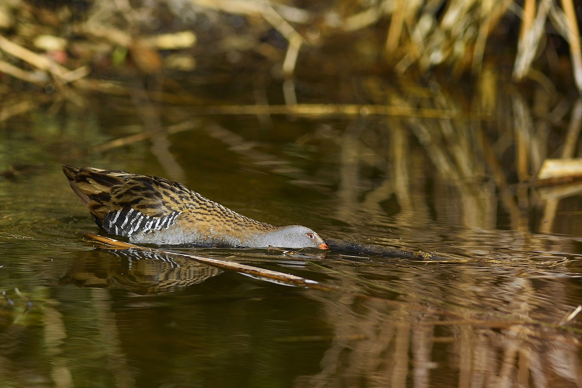 Nella canna c'è un verme!!