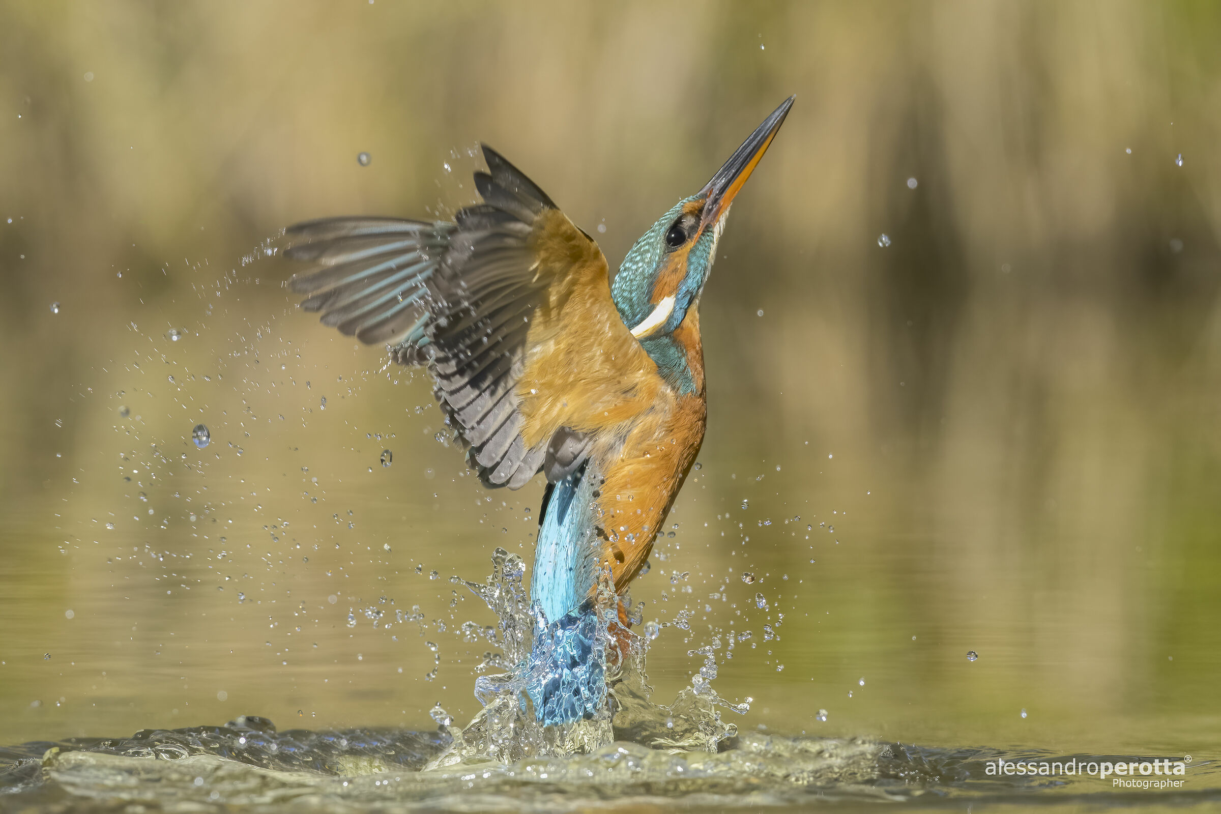 Alcedo atthis