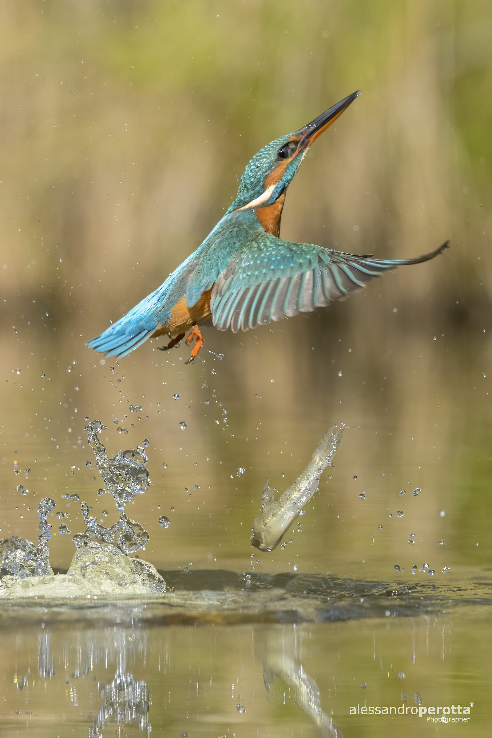 Alcedo atthis