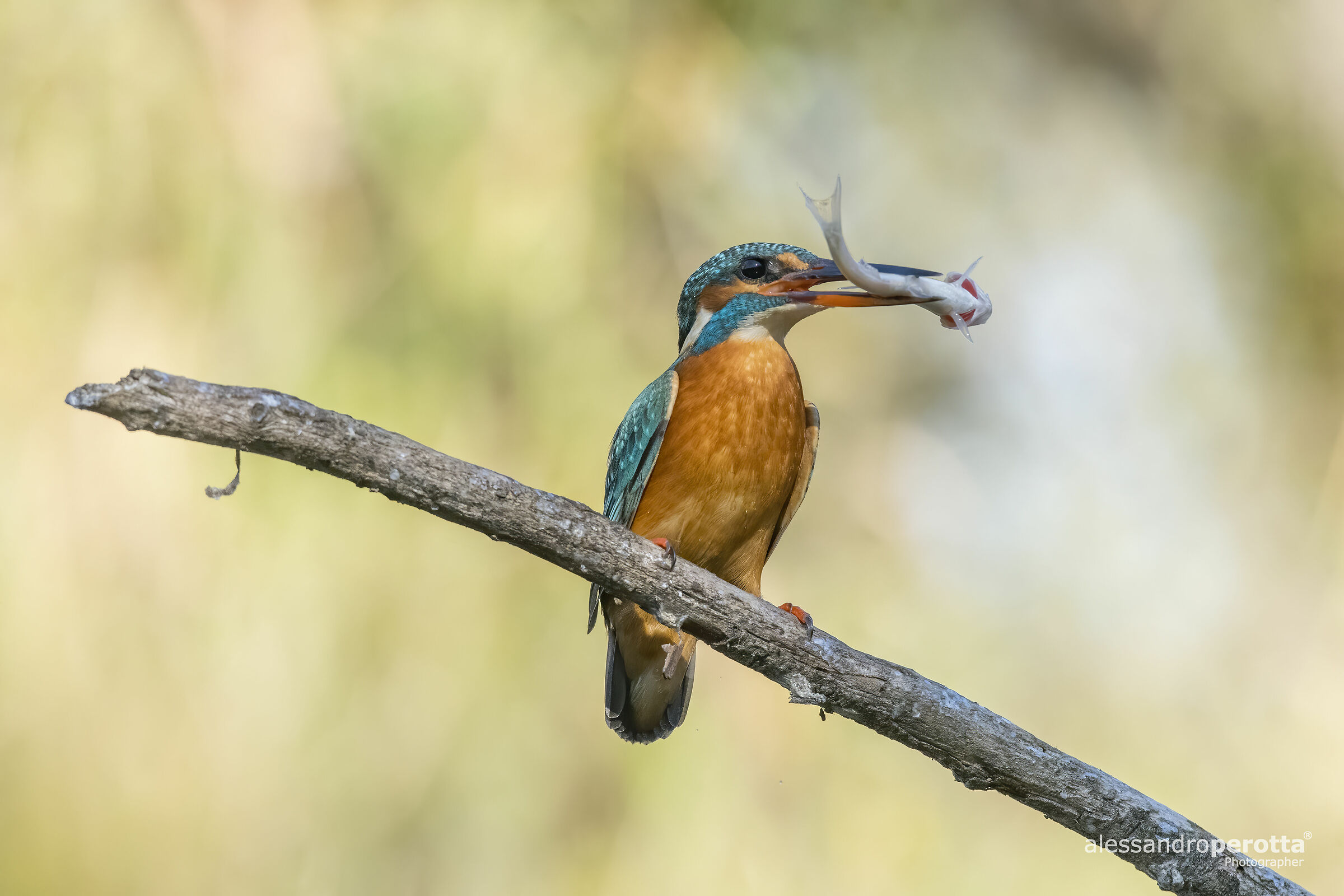 Alcedo atthis