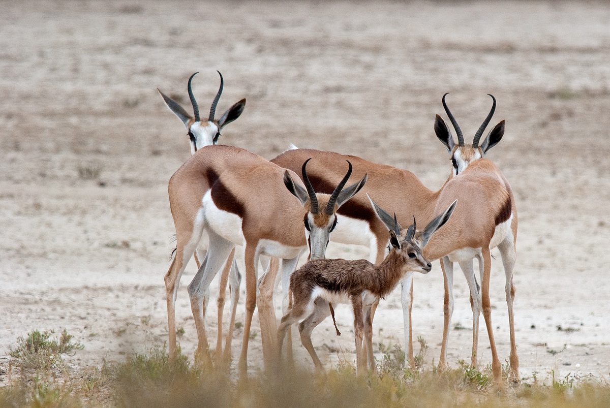appena nato - springbok