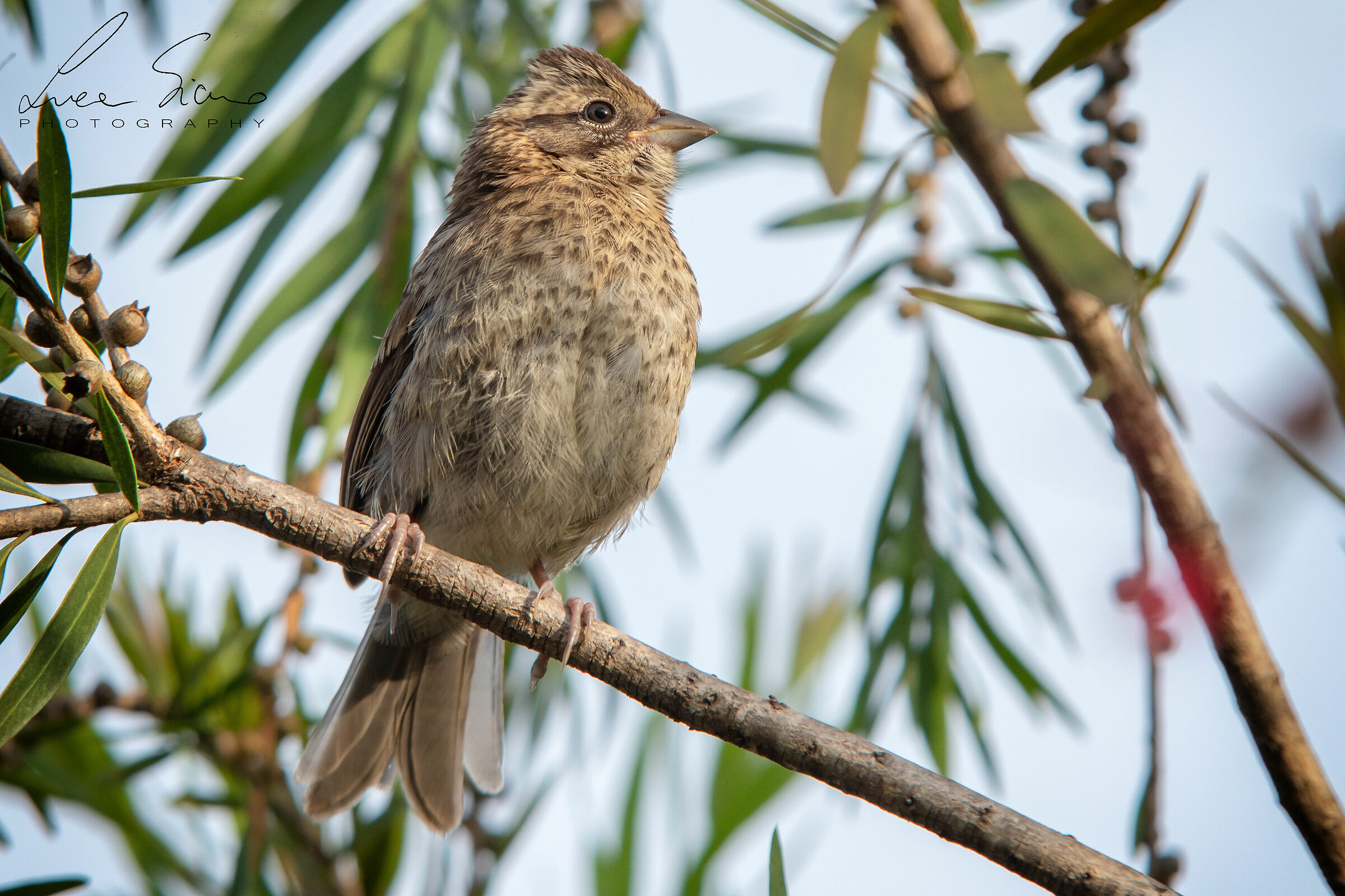 Melospiza lincolnii or Lincoln Sparrow