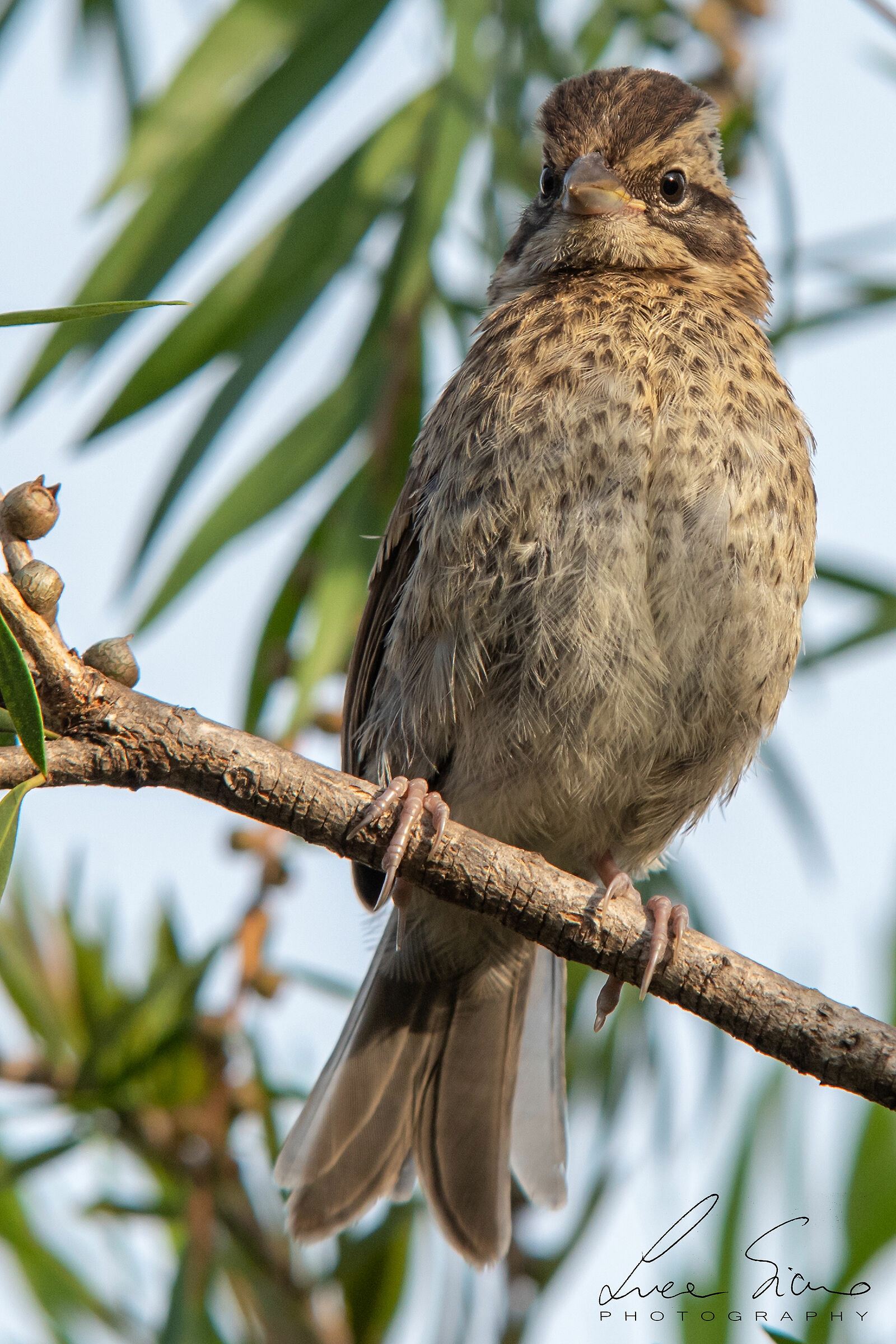Melospiza lincolnii or Lincoln Sparrow