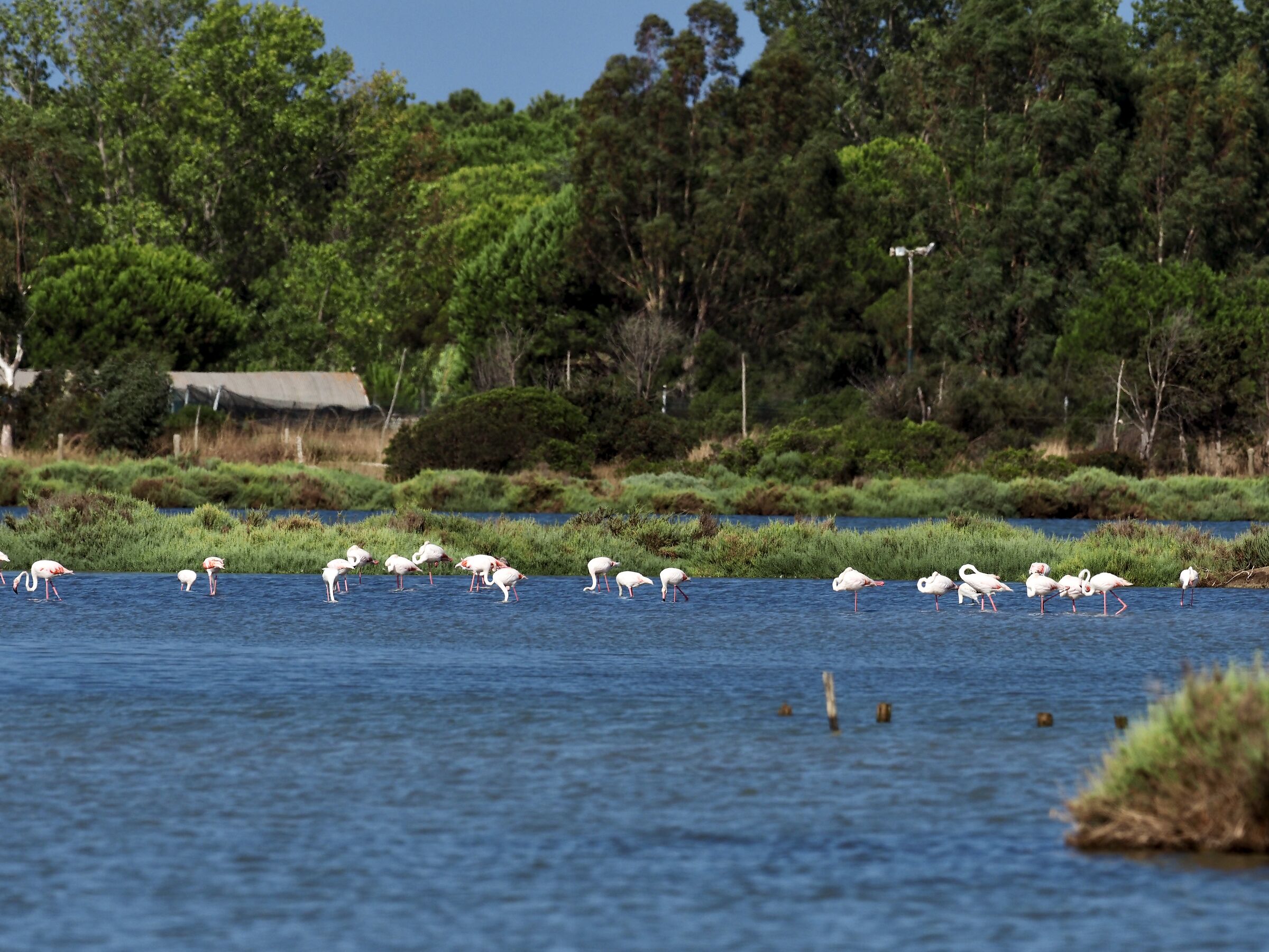 Flamingos in Orbetello