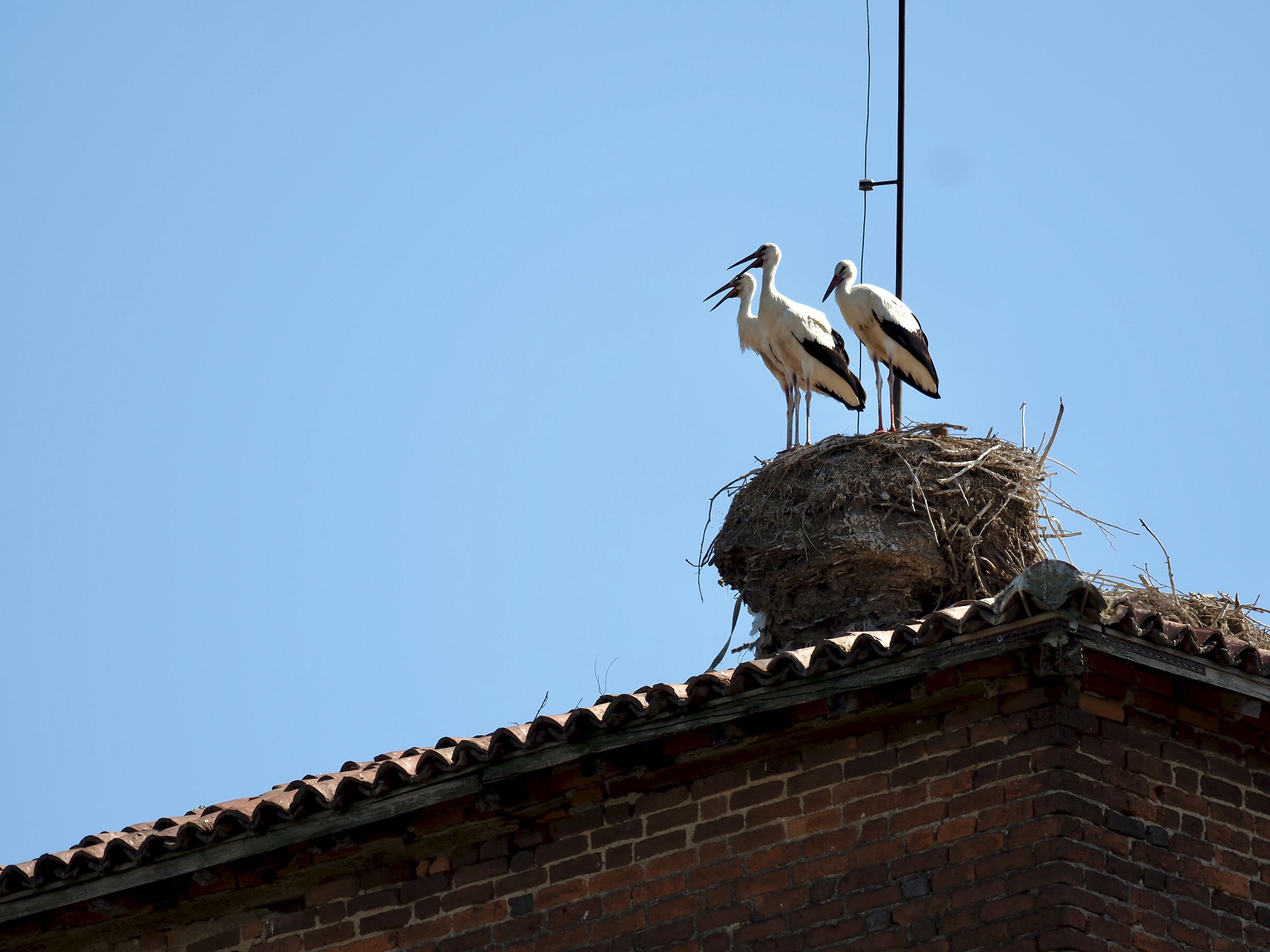 Storks