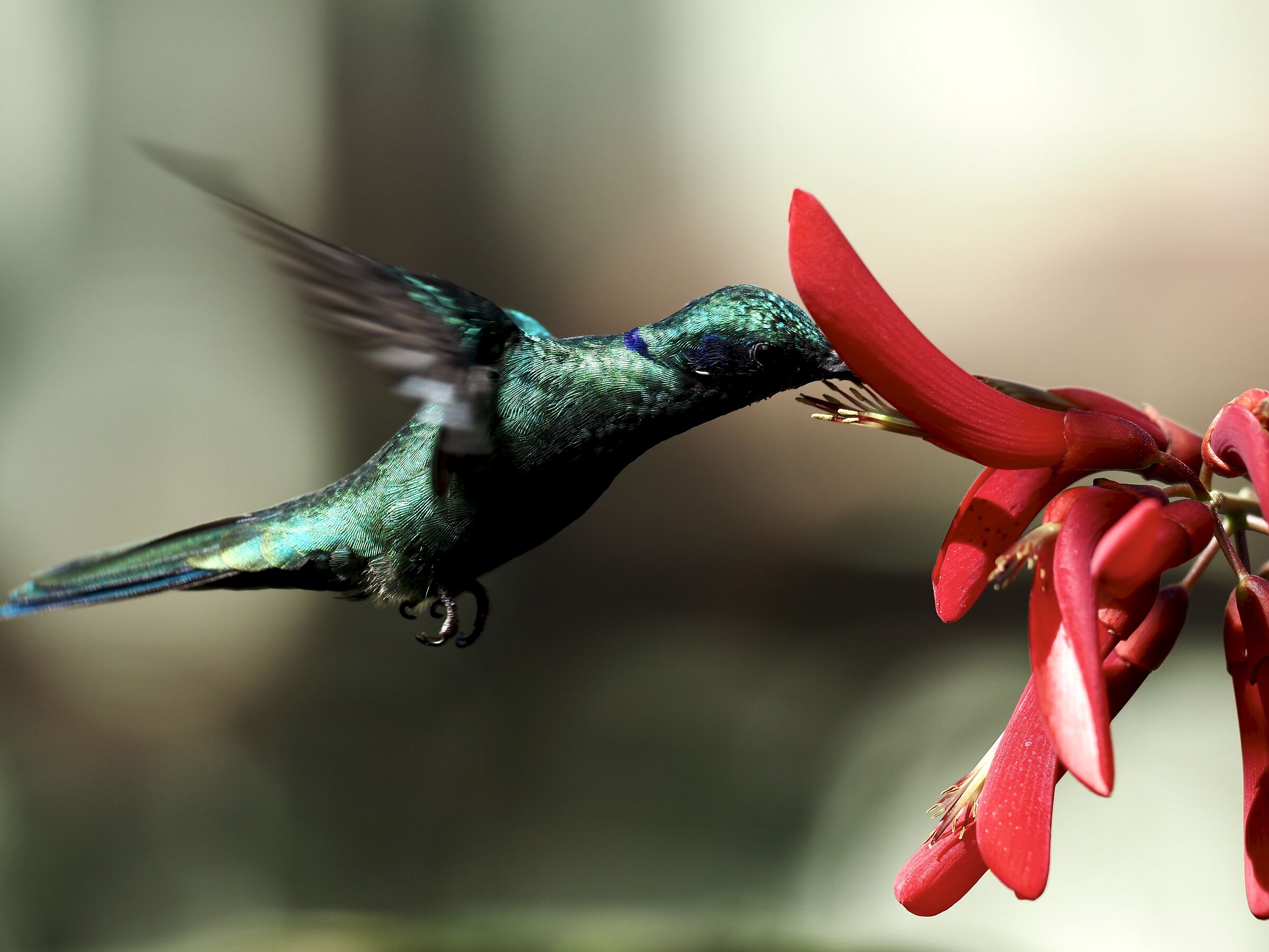 Colibro