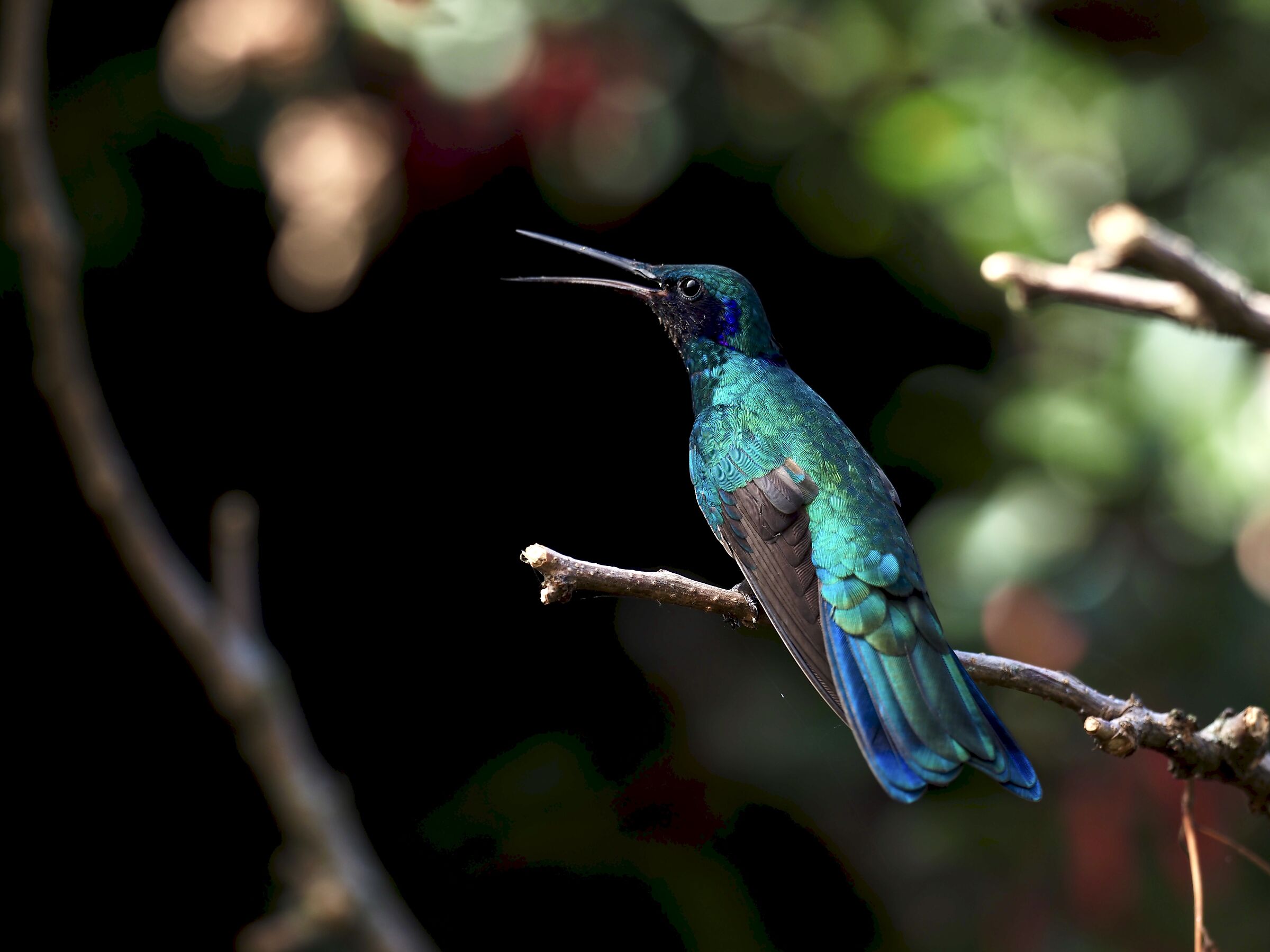Colibro
